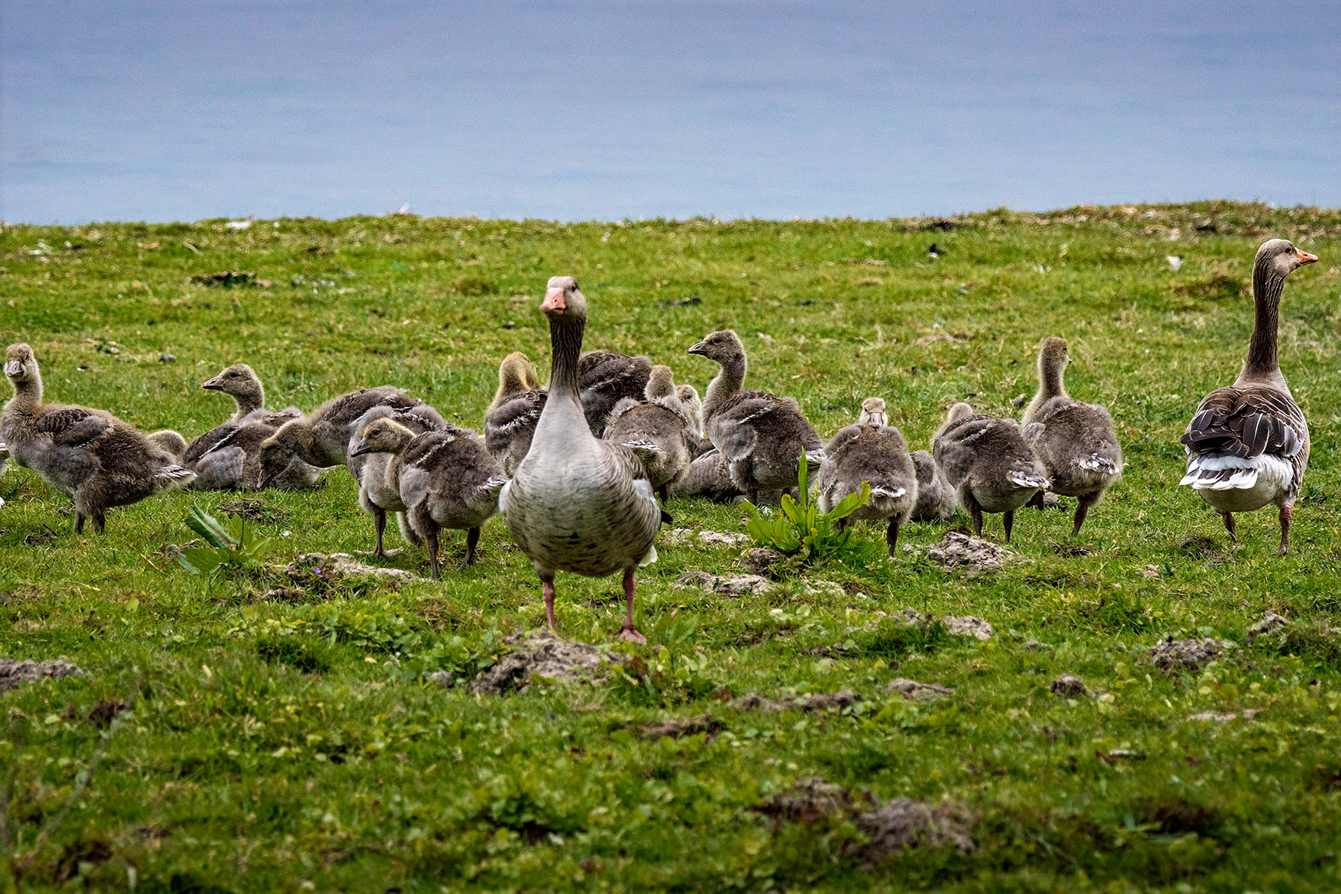 Graugans, juveniles