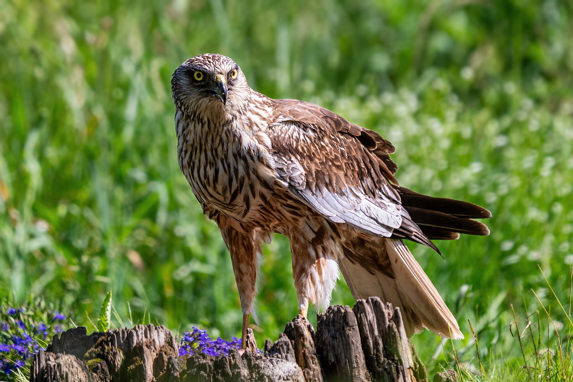 Rohrweihe, male