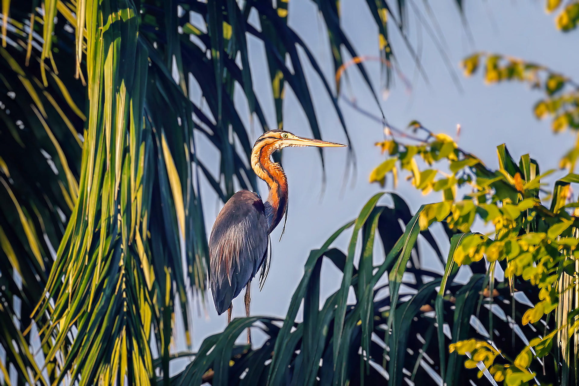 Purpurreiher / purple heron
