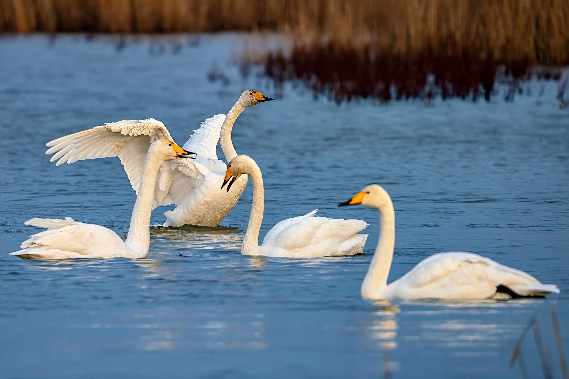Singschwan