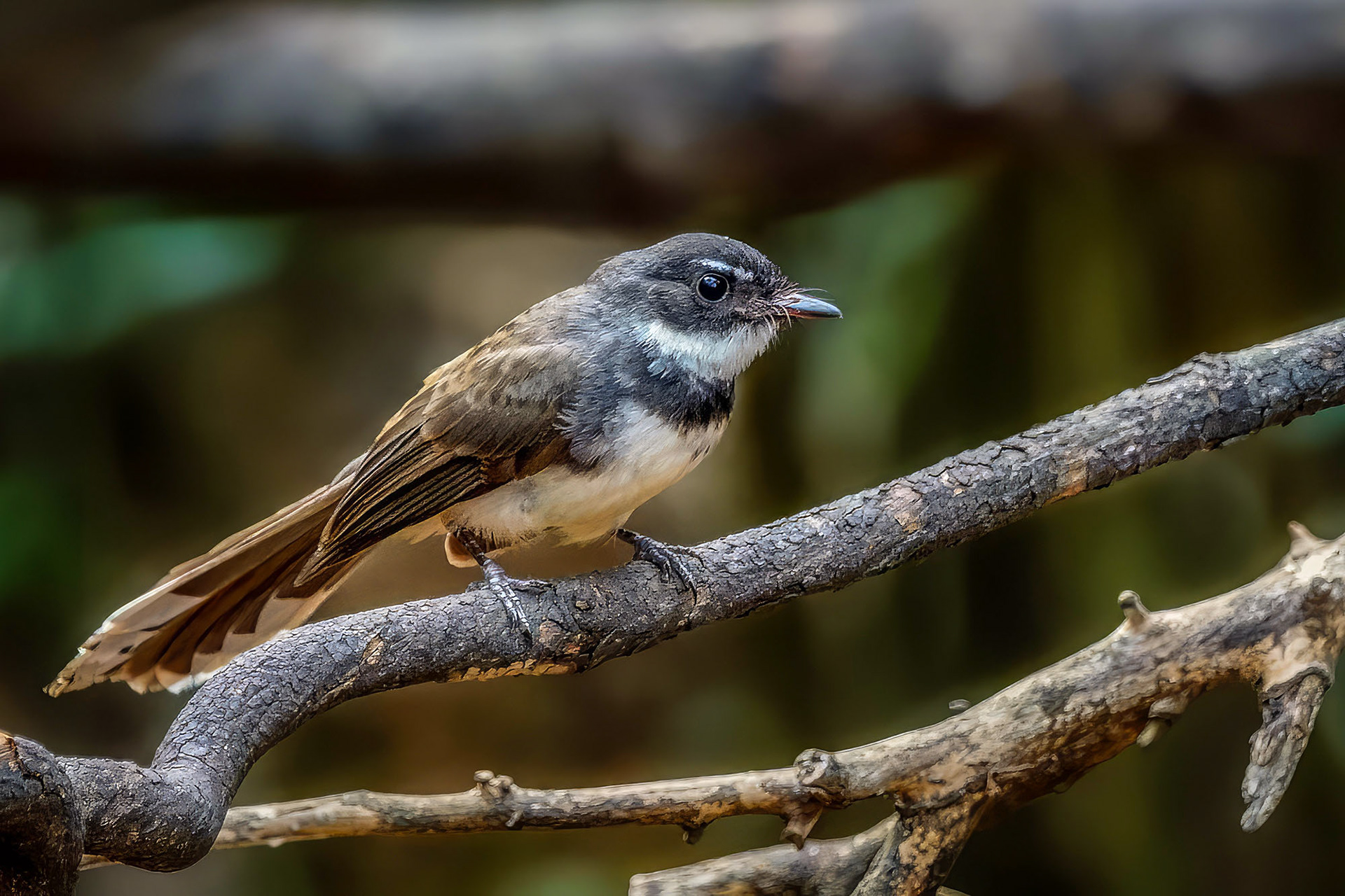 Malaienfächerschwanz