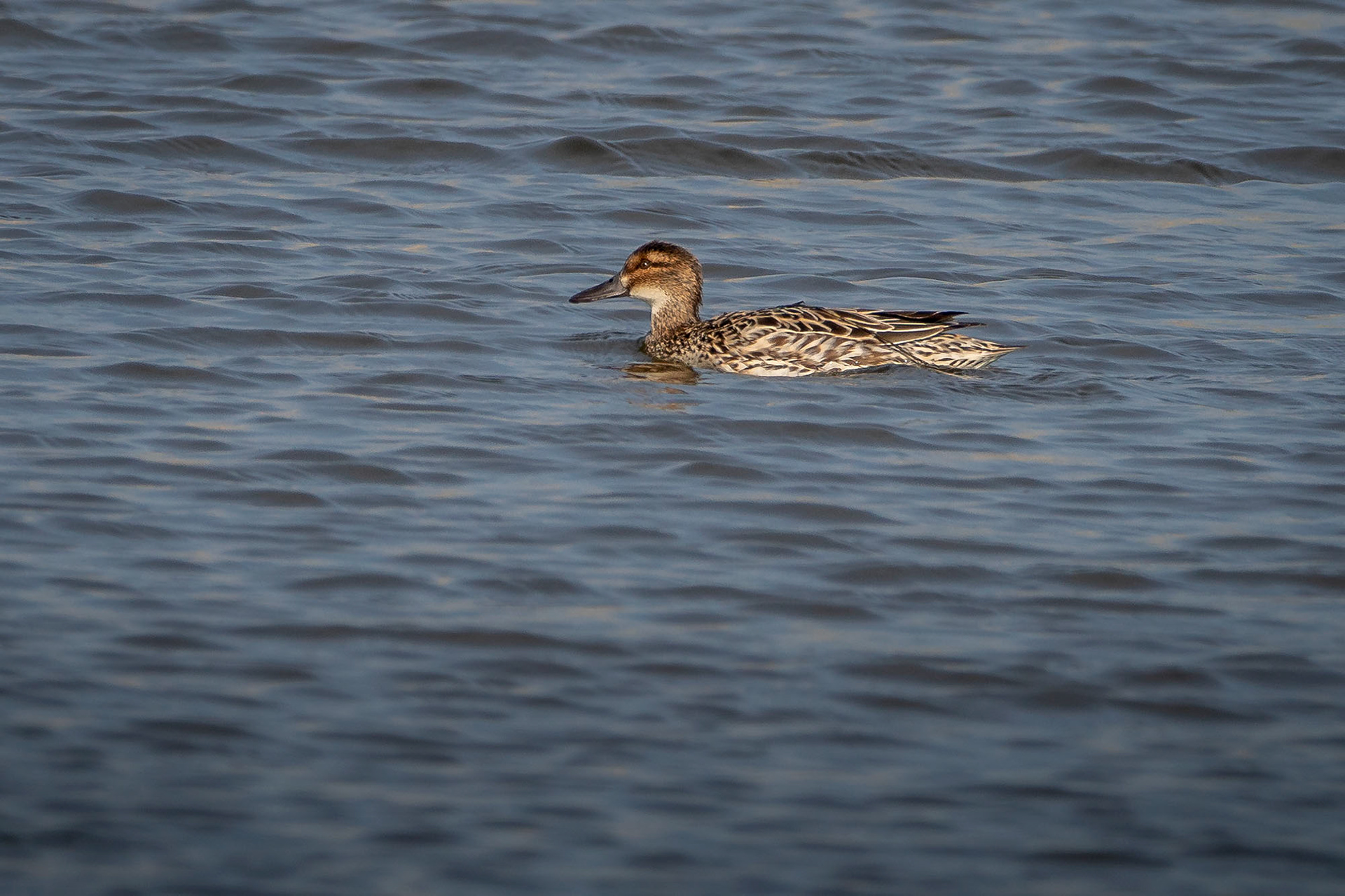 Knäkente female