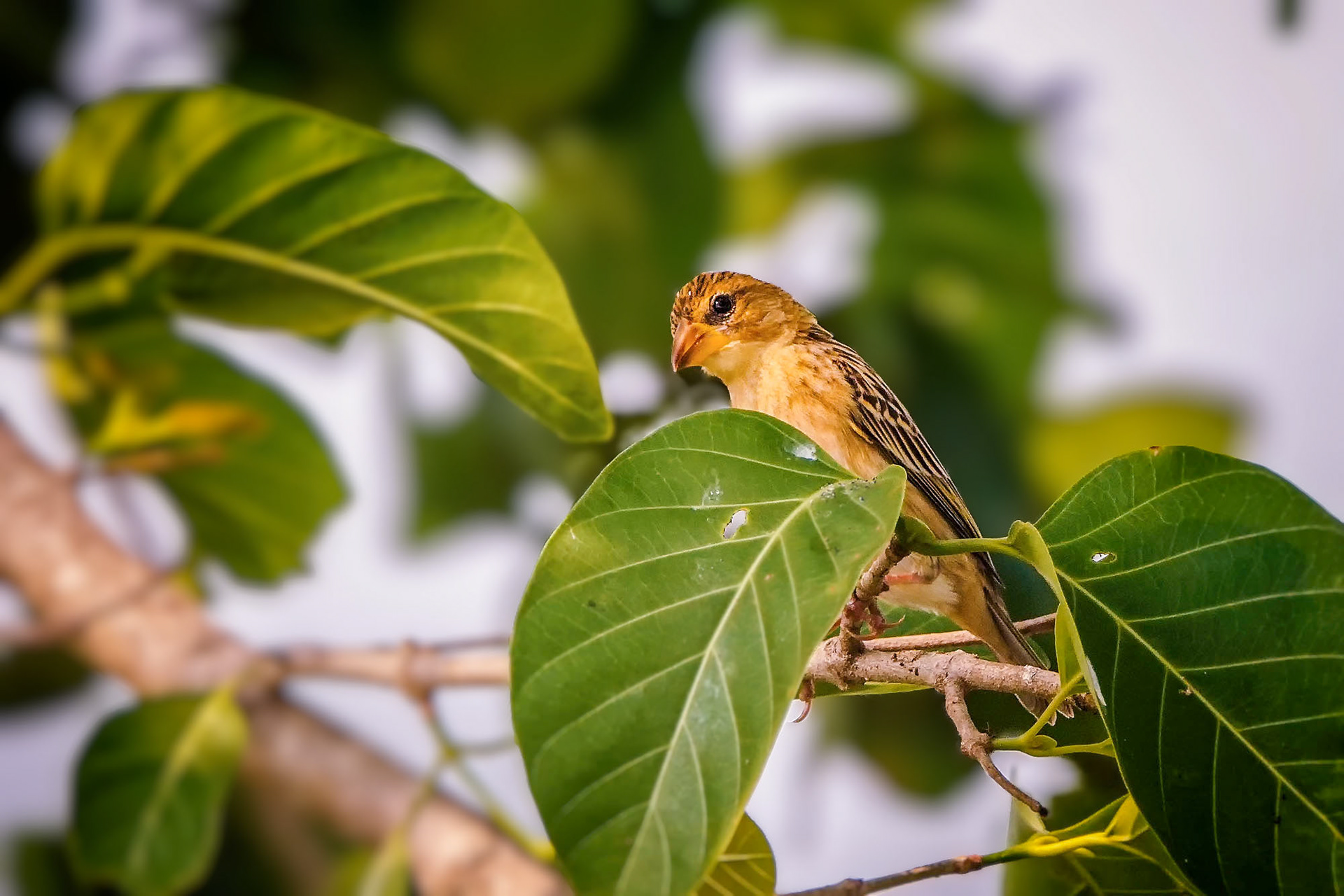 female