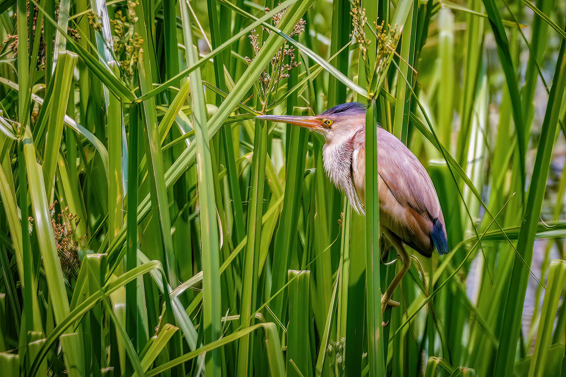 Chinadommel / yellow bittern