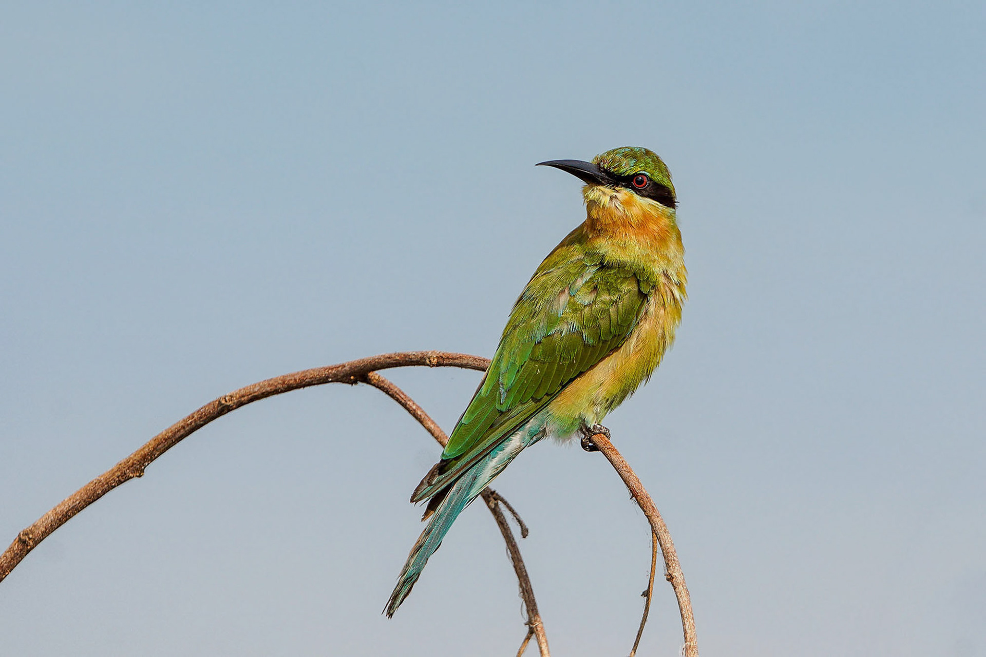 immature