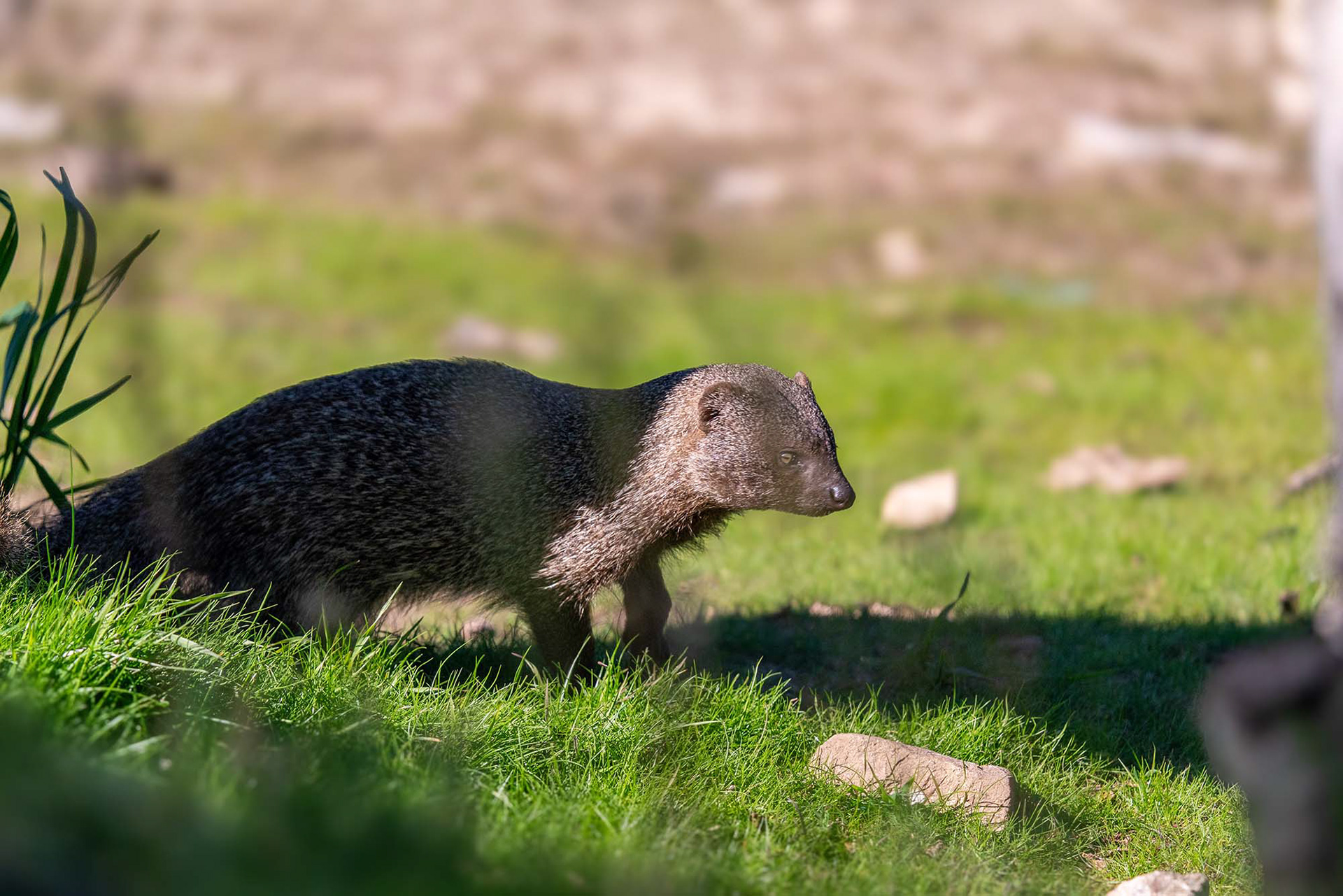 Ichneumon, auch bekannt als Ägyptischer Mungo oder Buschteufel