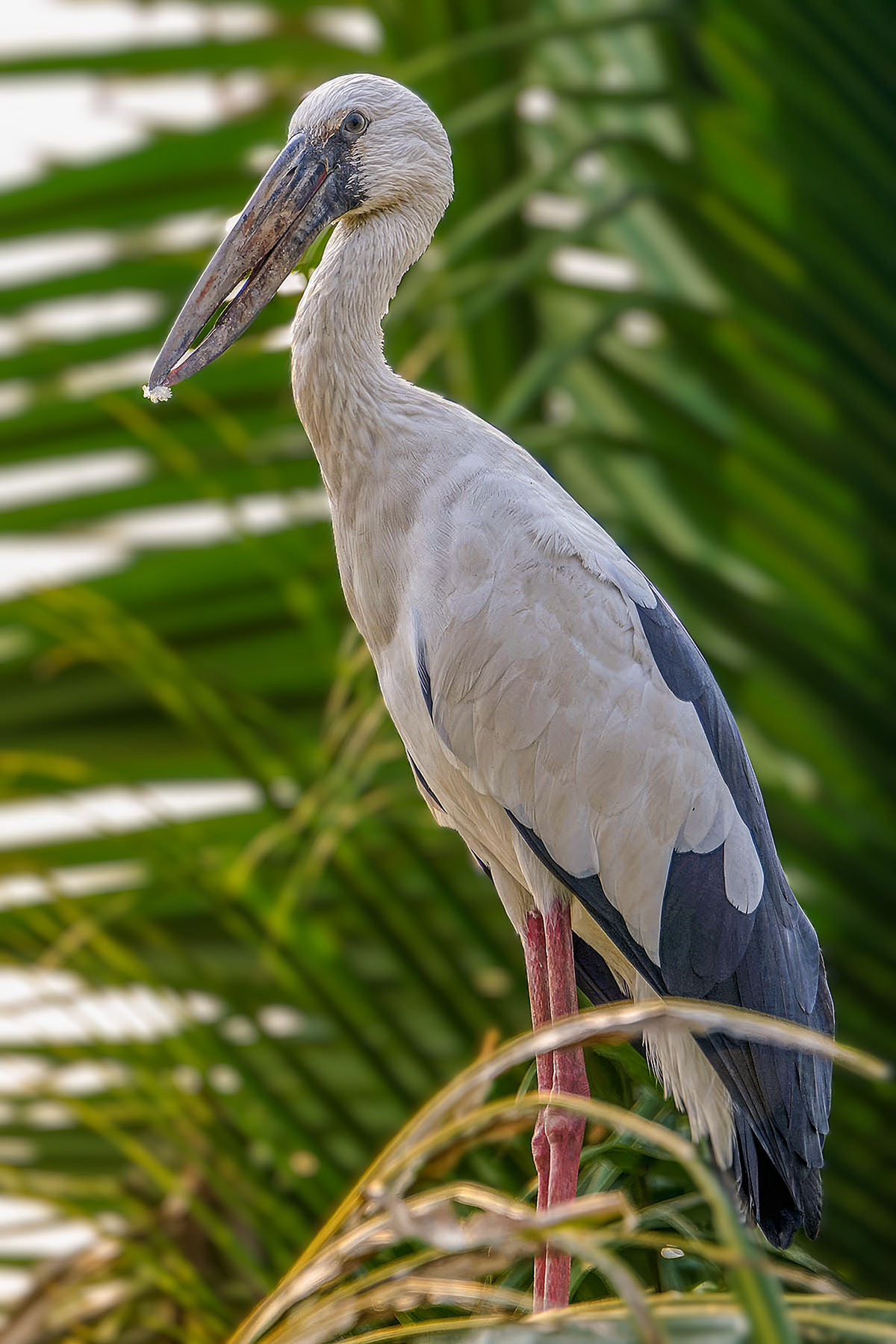 Silberklaffschnabel / Asian openbill