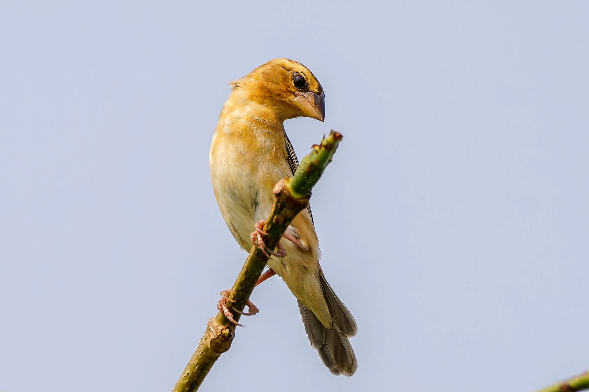 female