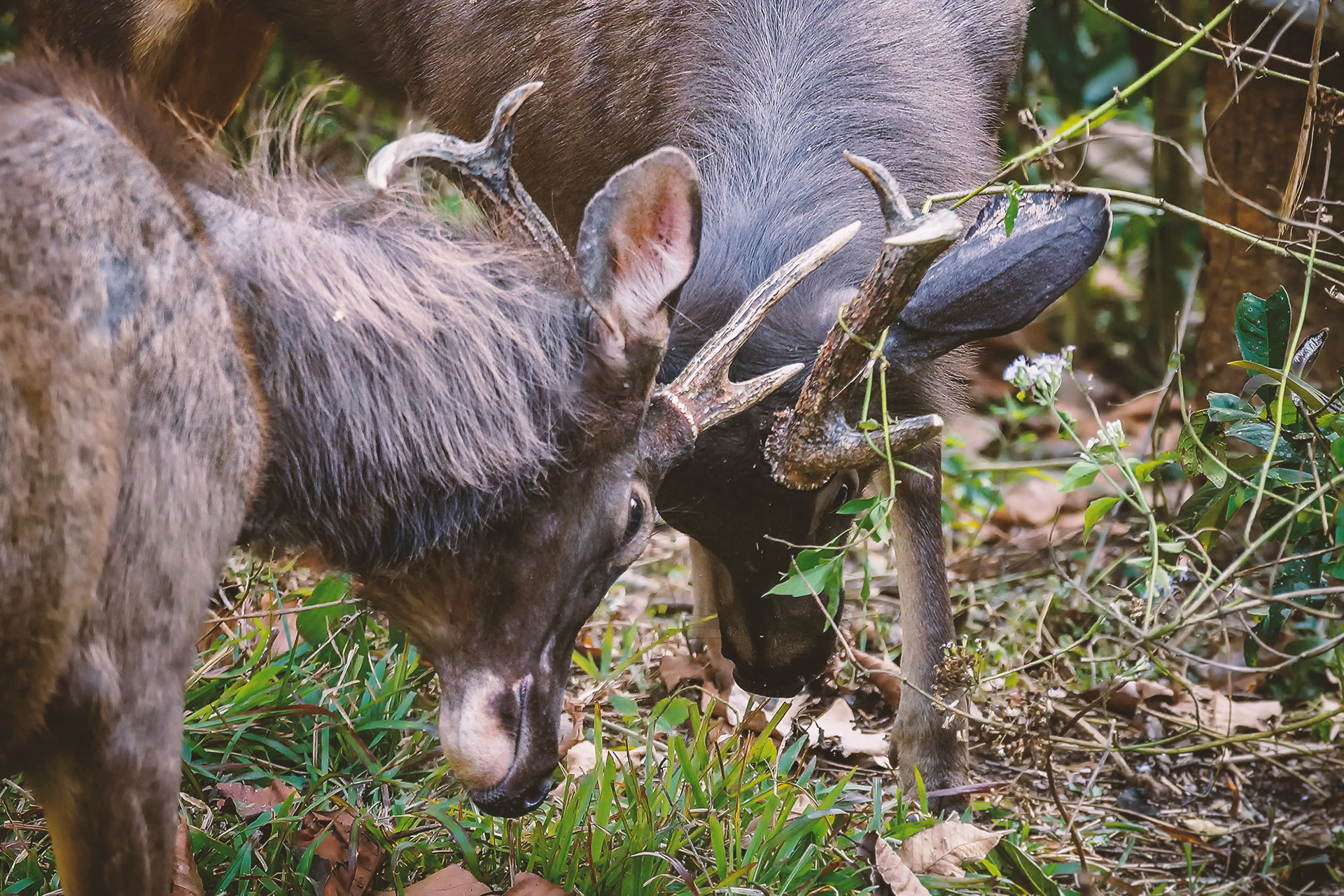 Jungtiere kämpfen und testen ihre Stärke