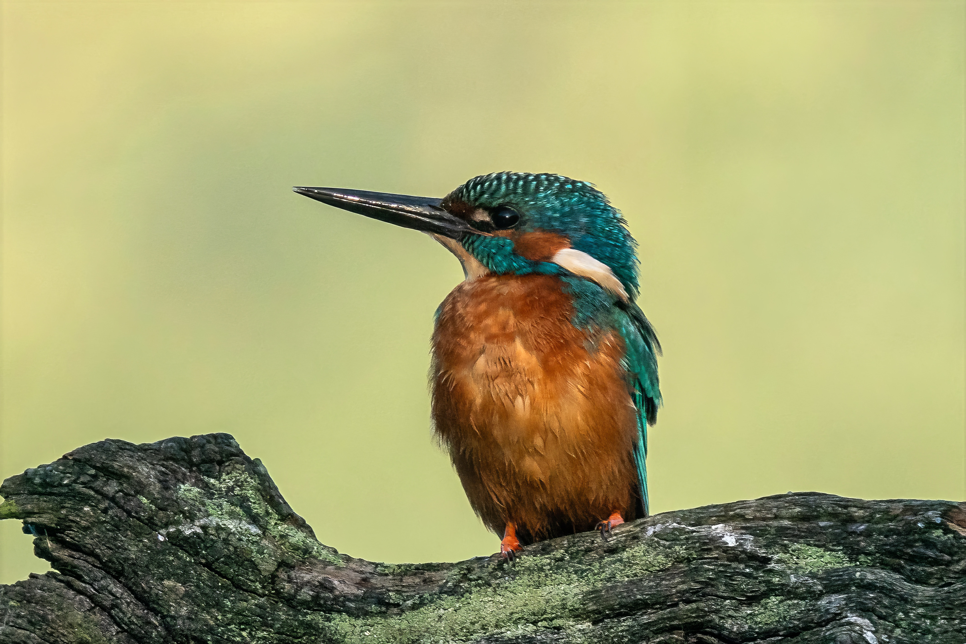 Eisvogel