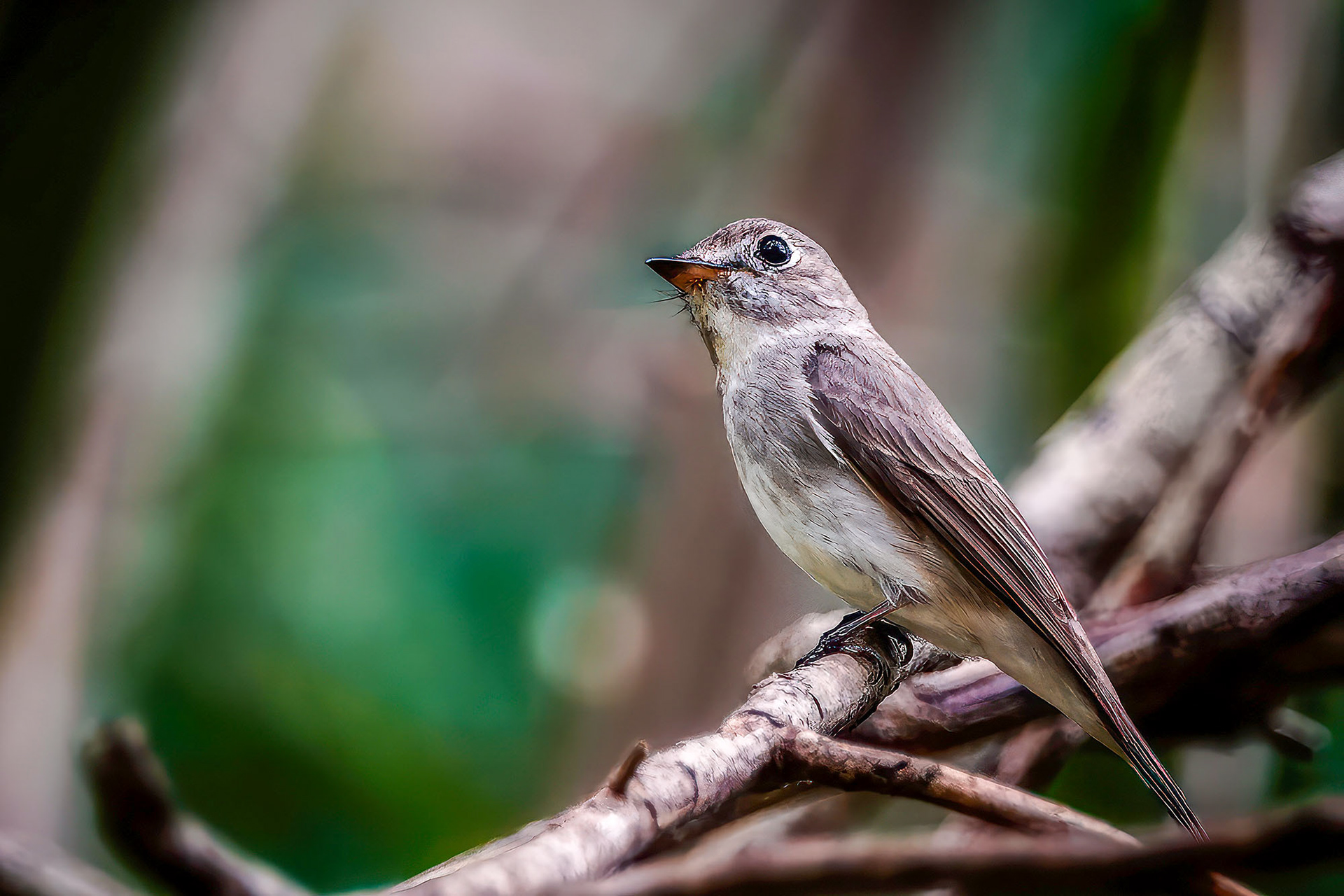 Braunschnäpper / Asian Brown Flycatcher