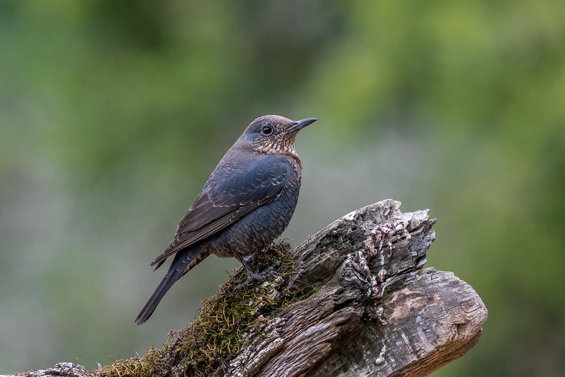 Blaumerle (F)