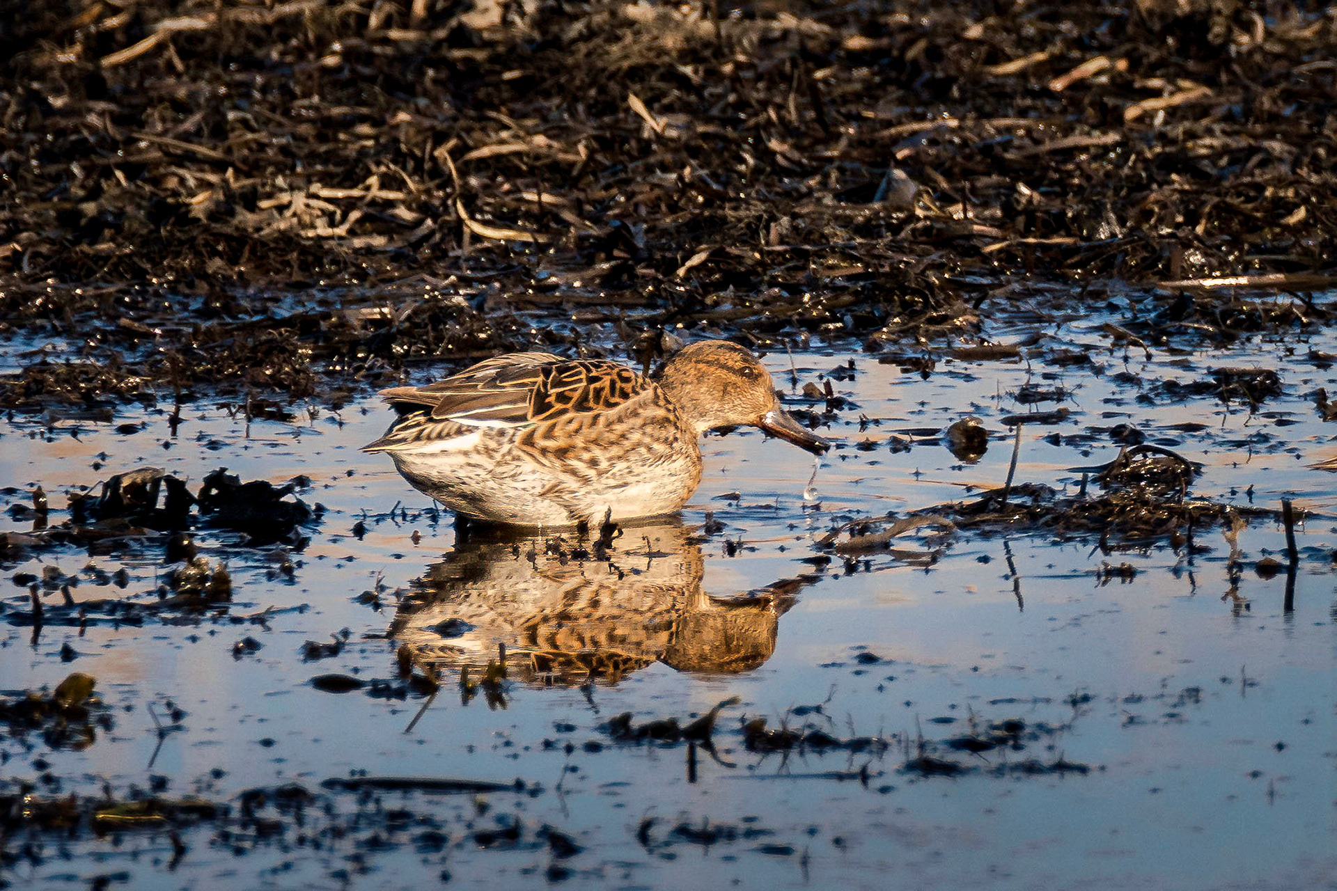 Krickente, female