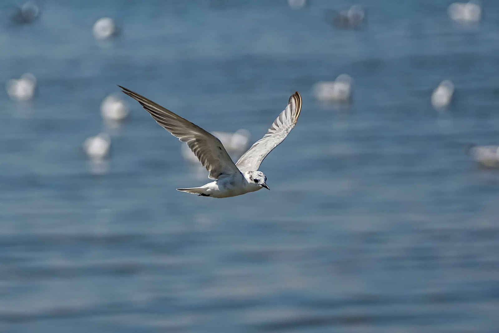 Weißbart-Seeschwalbe / whiskered tern