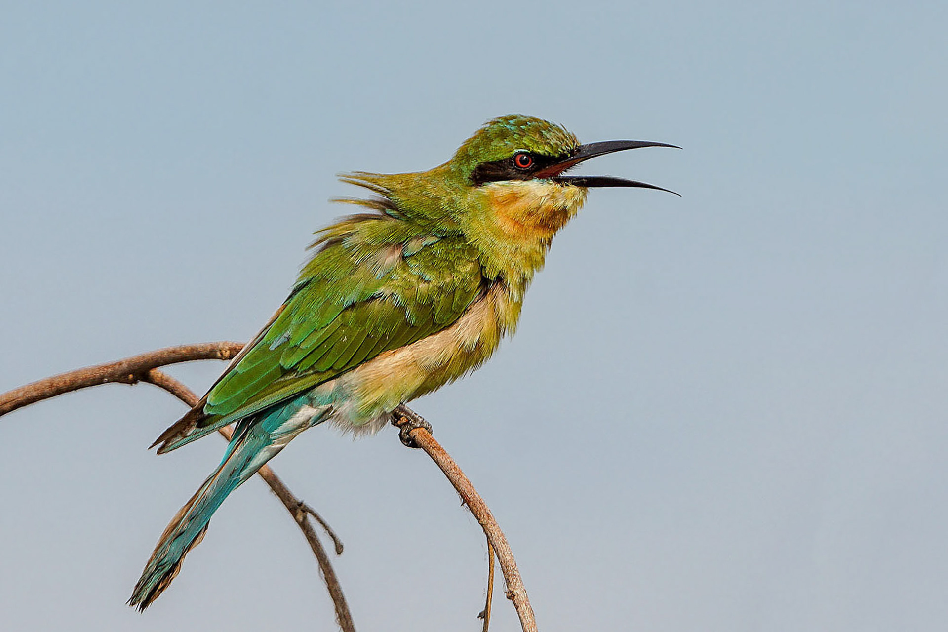 immature