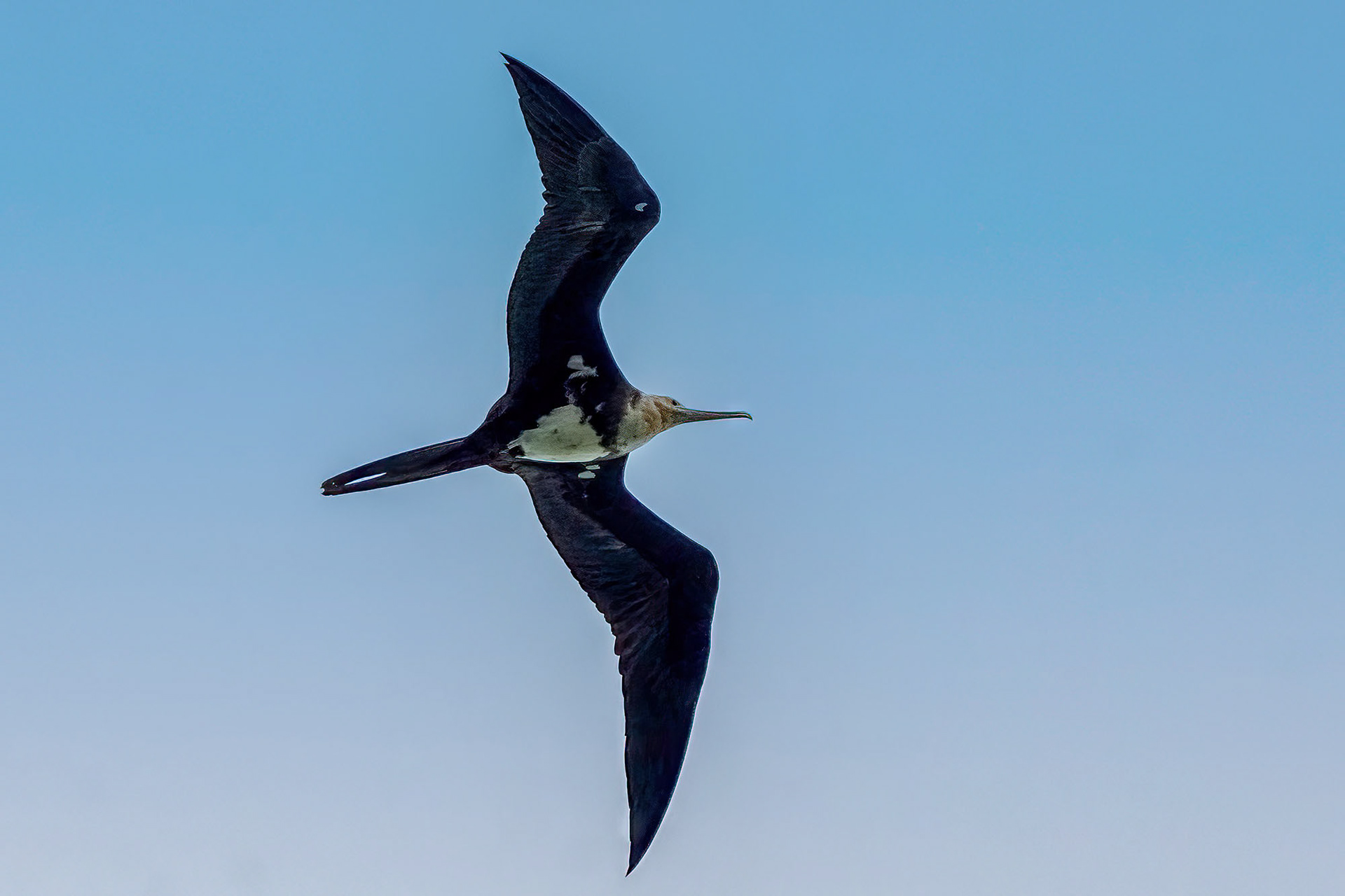 juvenile