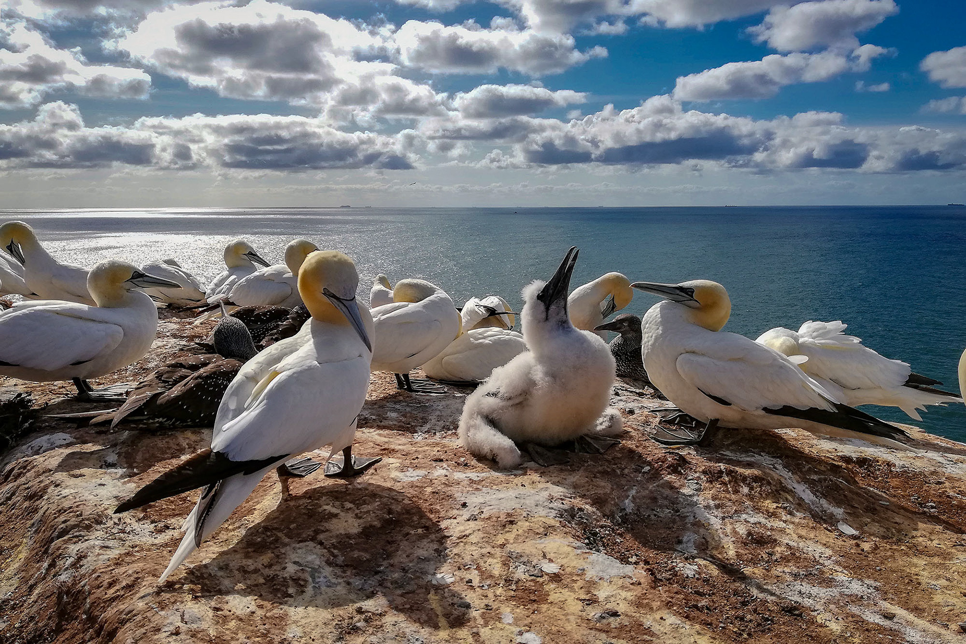 Basstölpel Kolonie auf Helgoland