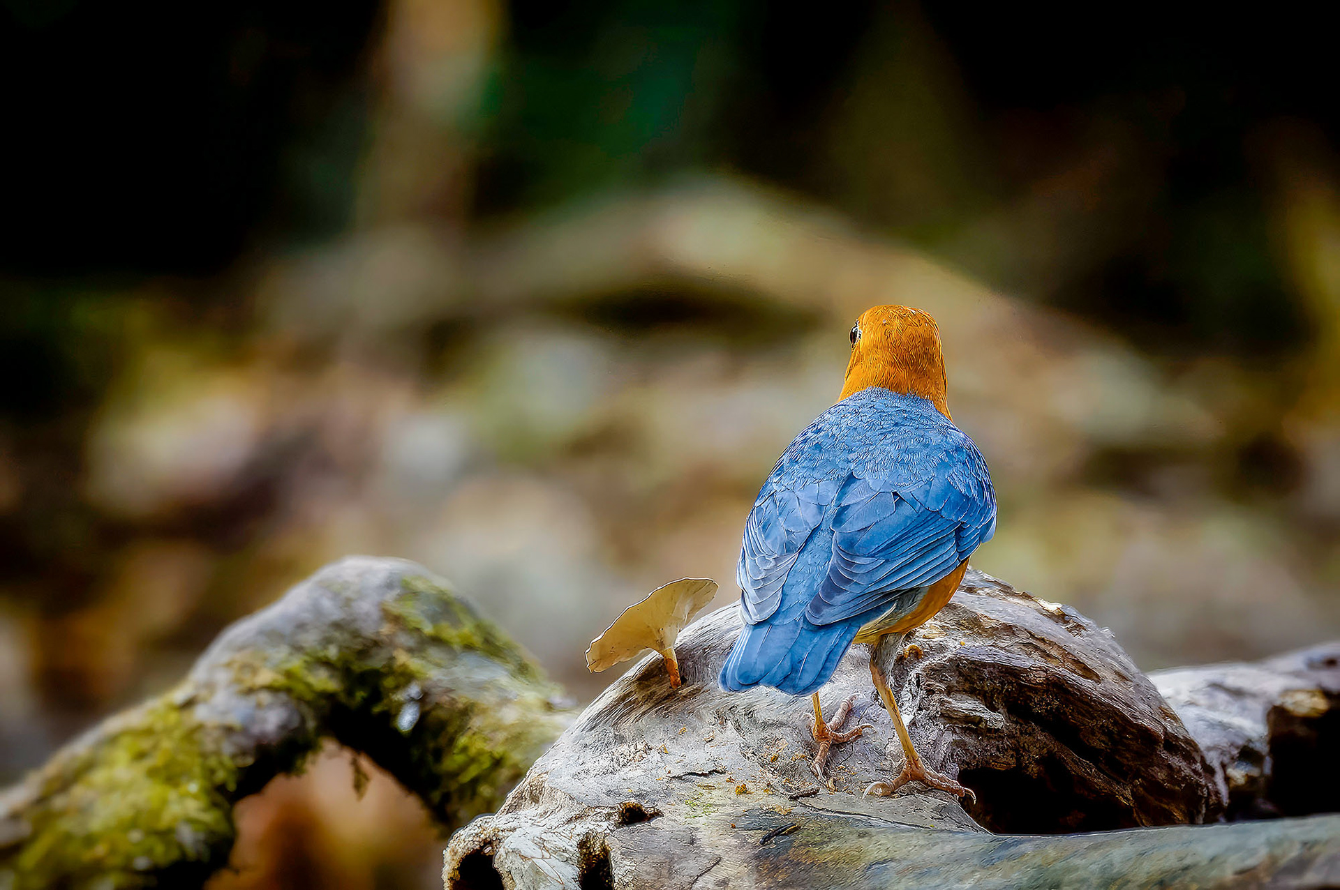 Damadrossel (M) / Orange-headed Thrush