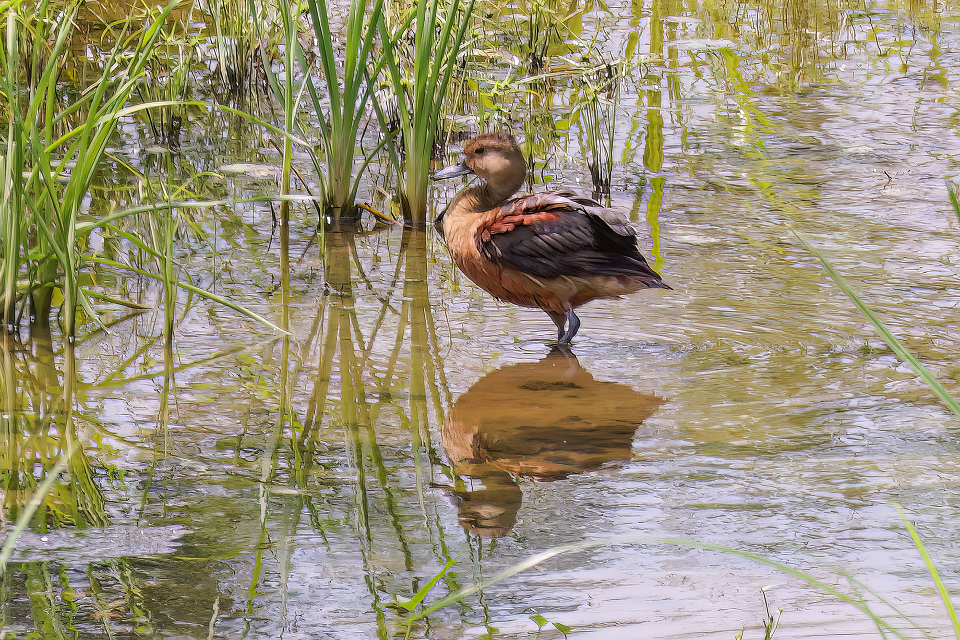 Javapfeifgans /  lesser whistling duck