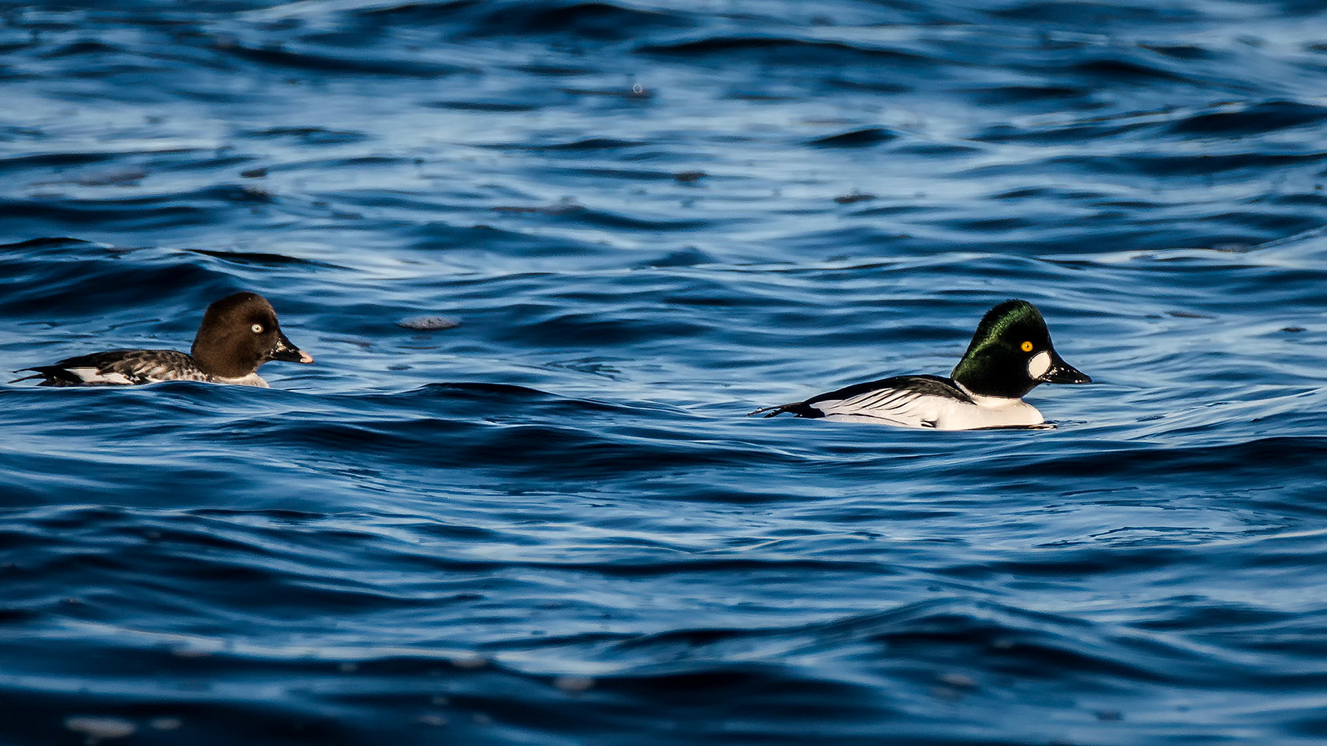 Schellente, male & female