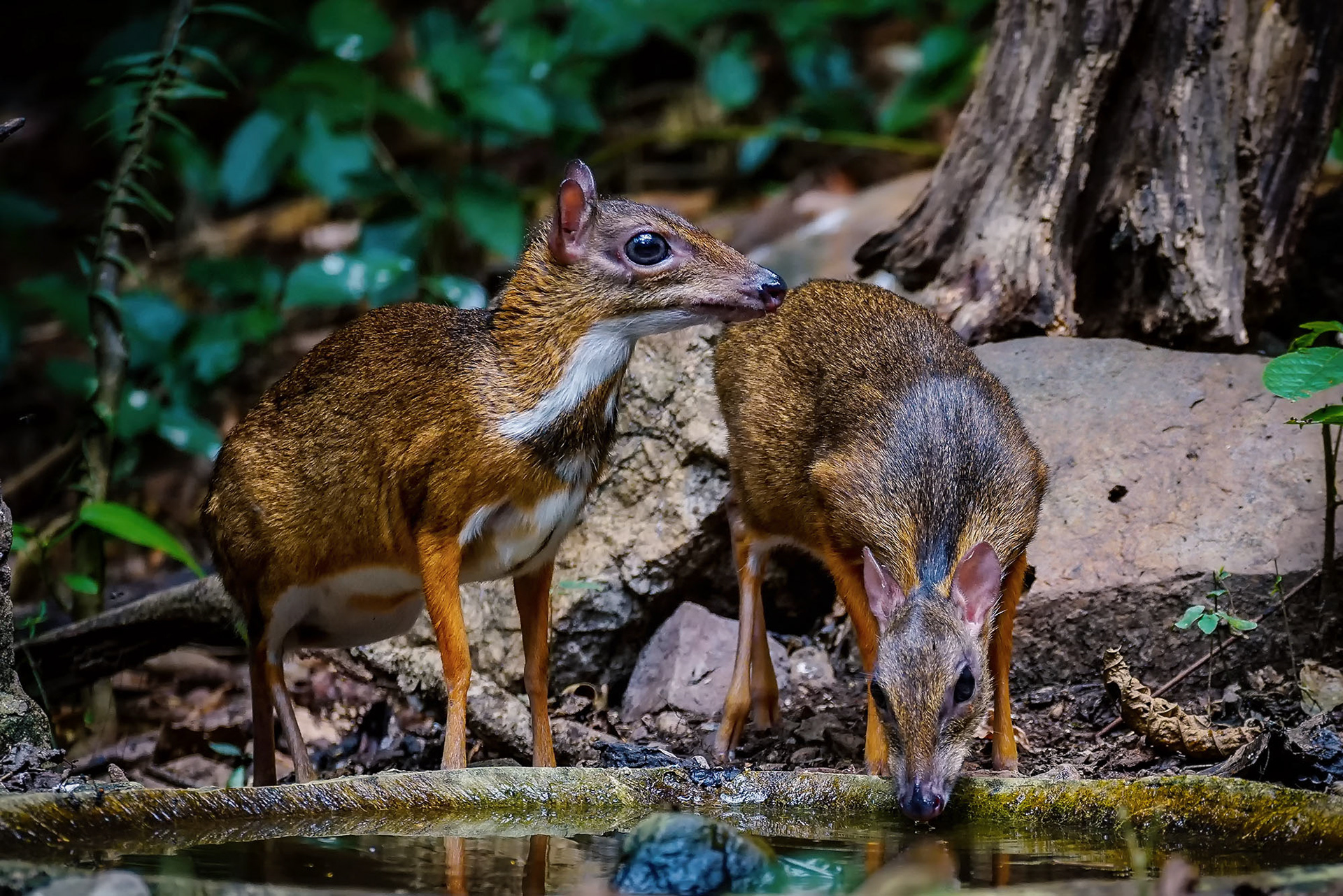 male & female