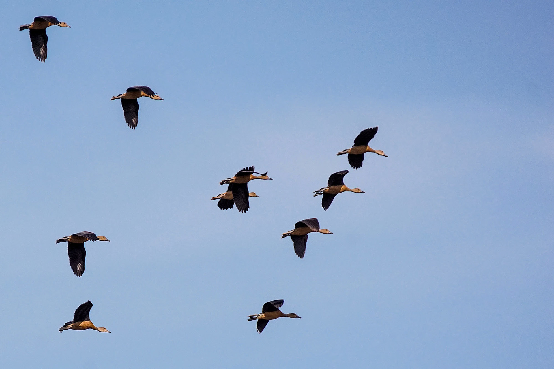 Javapfeifgans /  lesser whistling duck