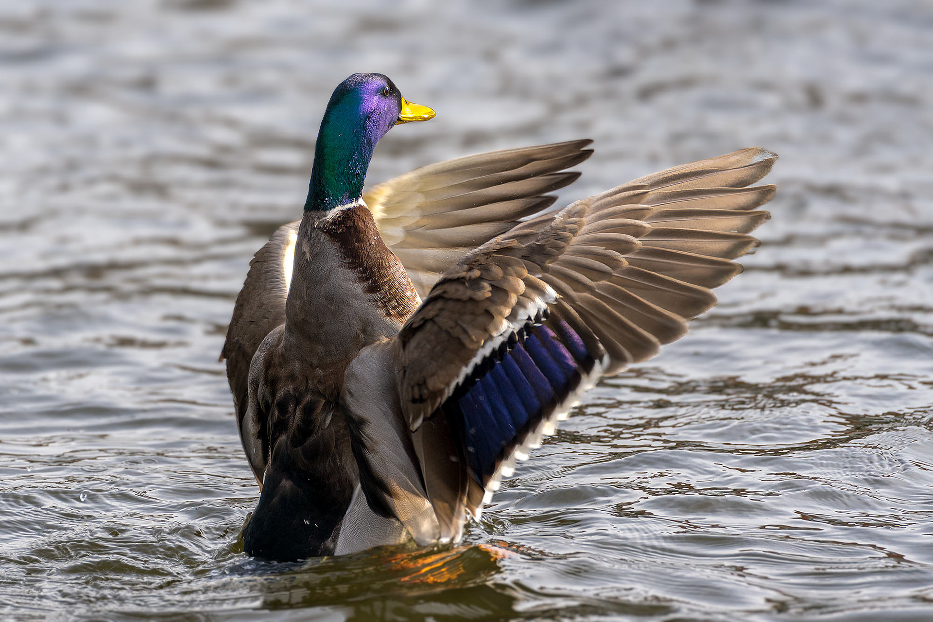 Stockente, male