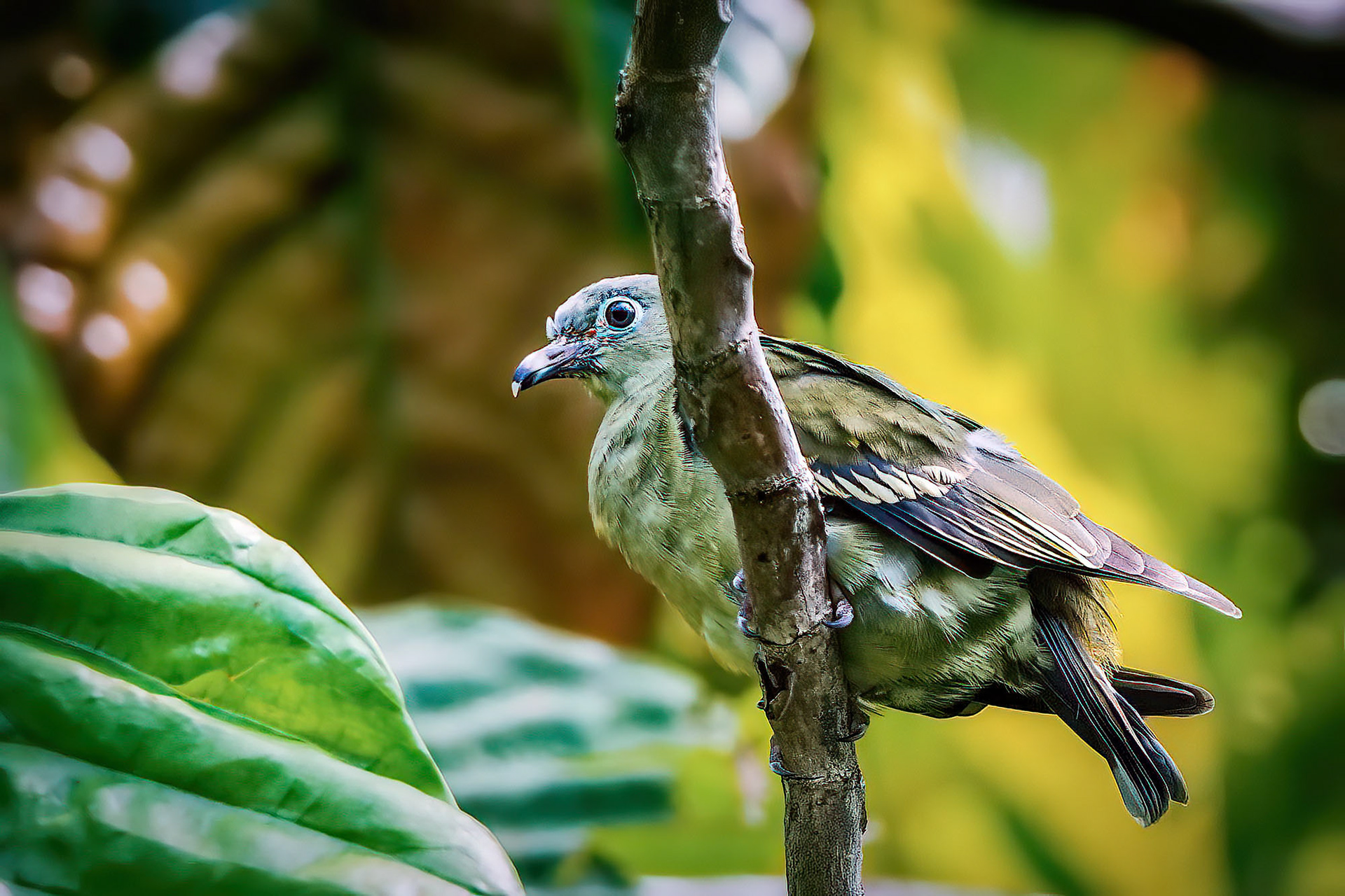 female