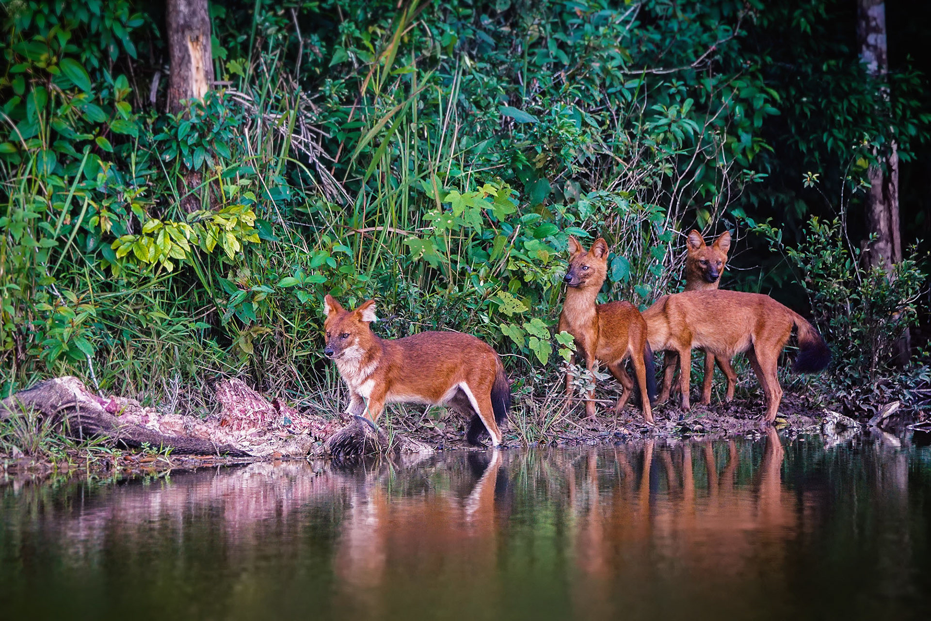 Asiatischer Wildhund, auch Dhole oder Rothund genannt