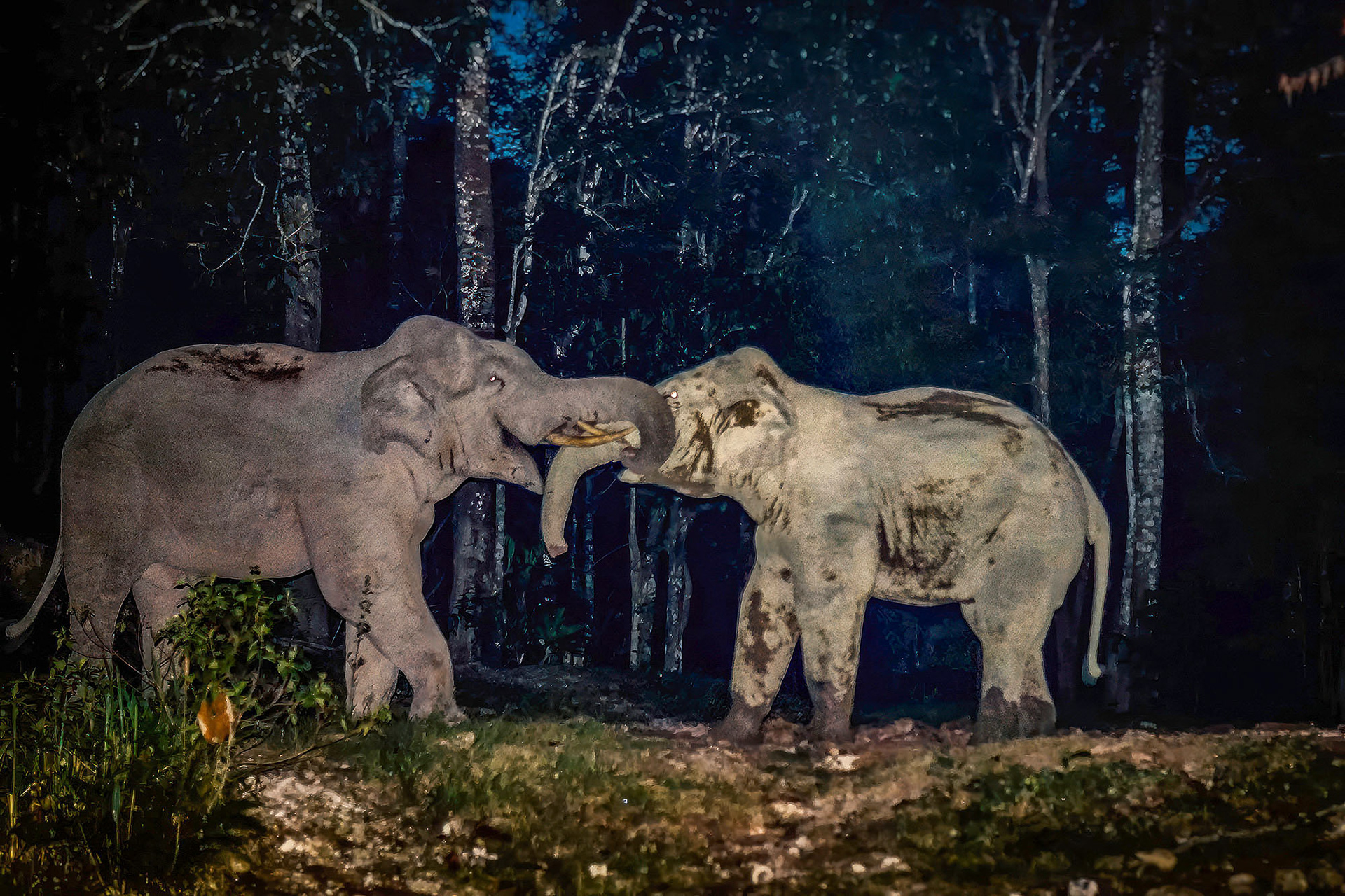 Zwei Elefanten kämpfen bei Sonnenuntergang