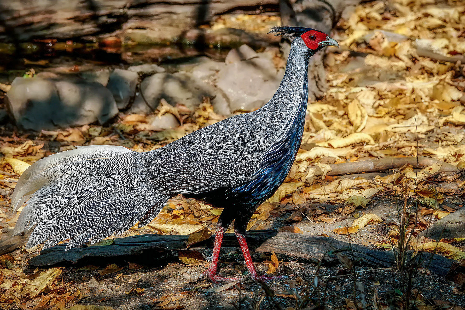 male