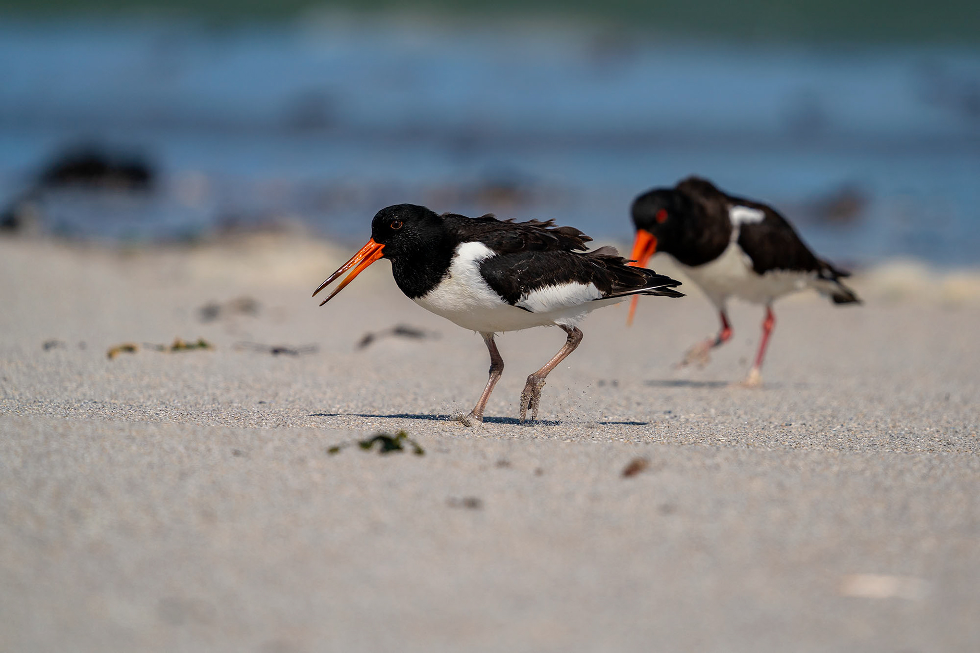 Austernfischer, subadult & adult