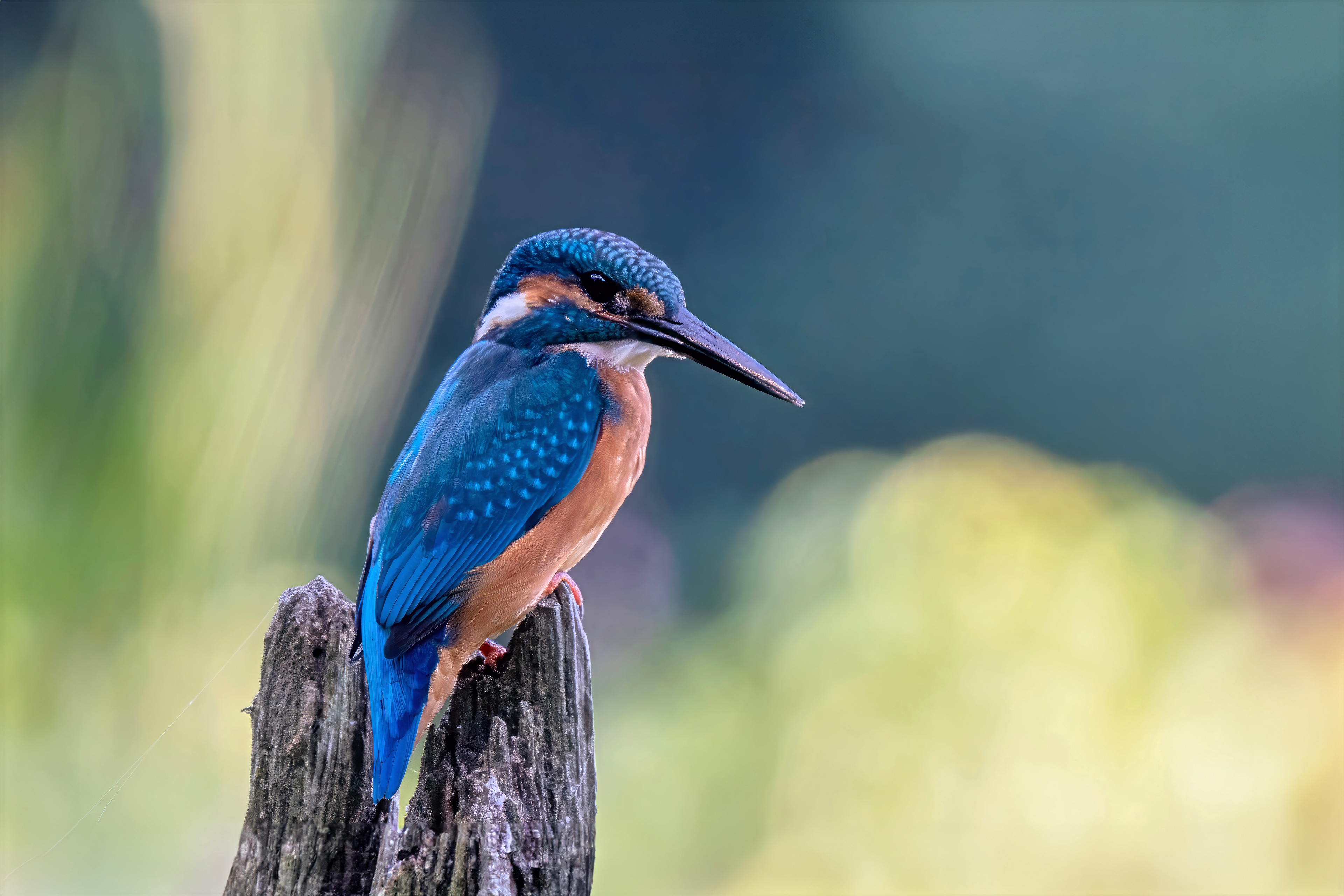 Eisvogel, Wiedehopf & Bienenfresser