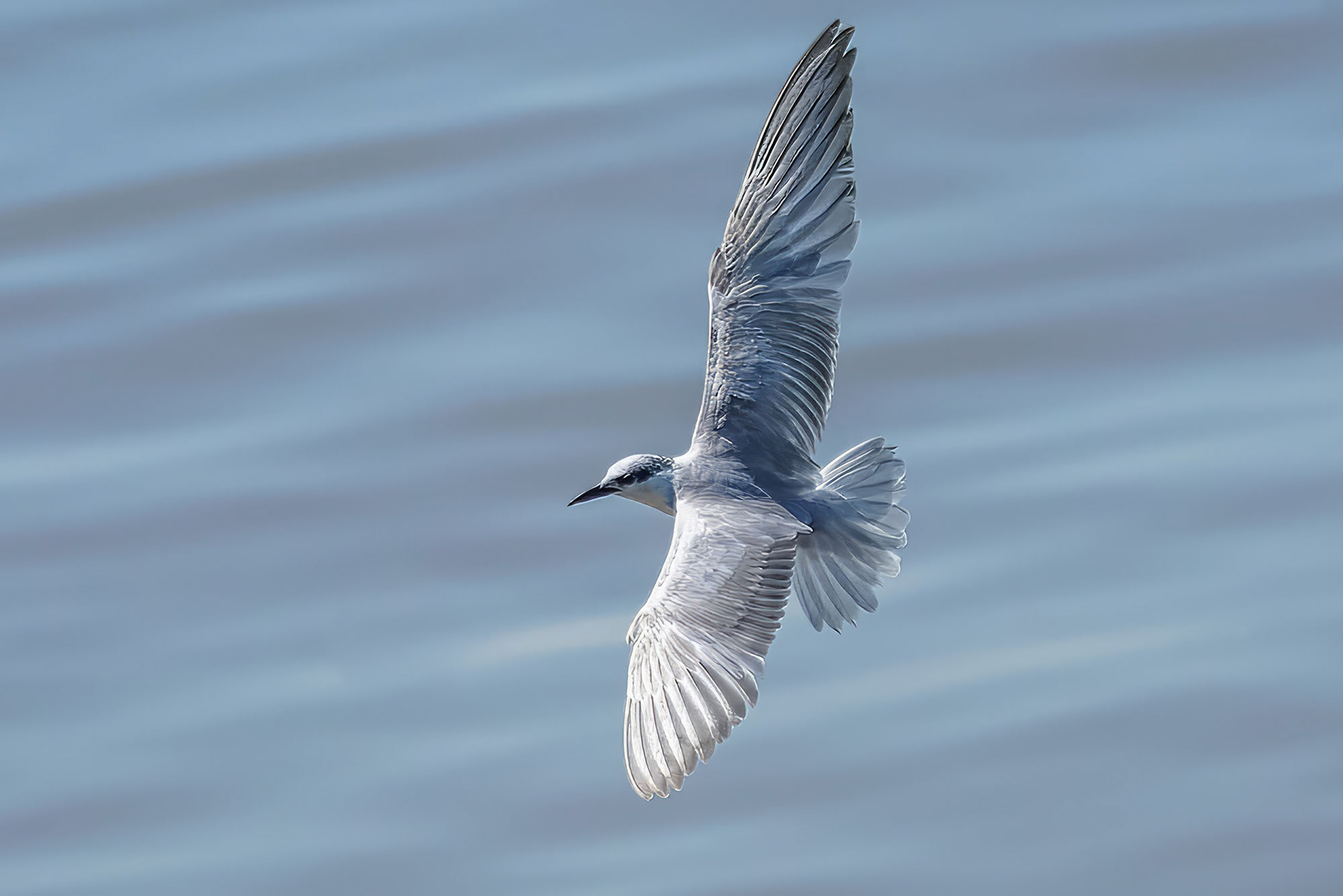 Weißbart-Seeschwalbe / whiskered tern