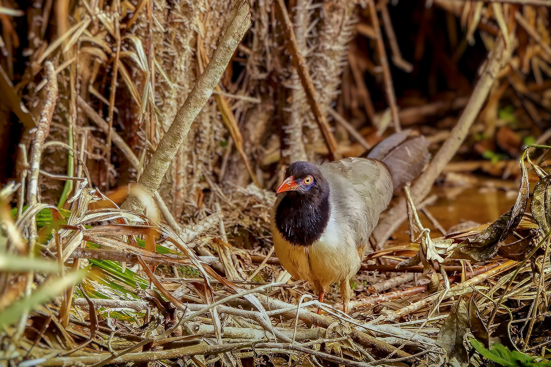 Korallenschnabelkuckuck