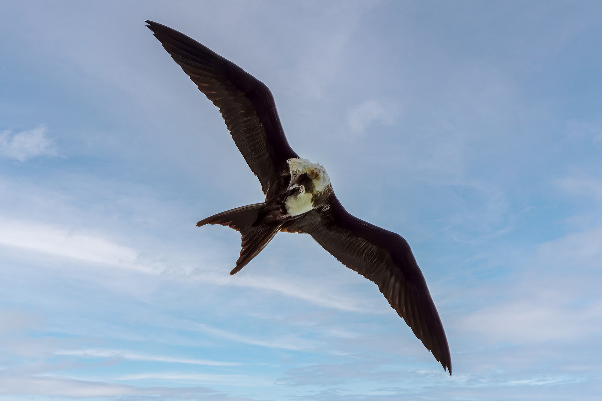 juvenile