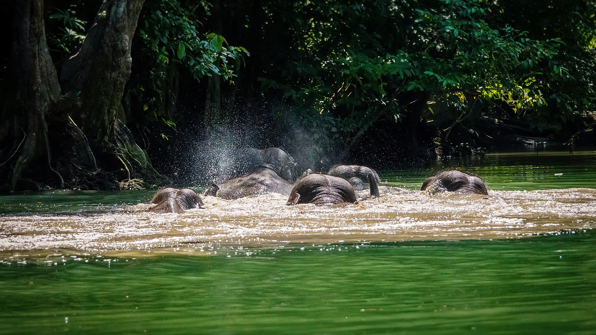 Flussüberquerung am Kinabatangan