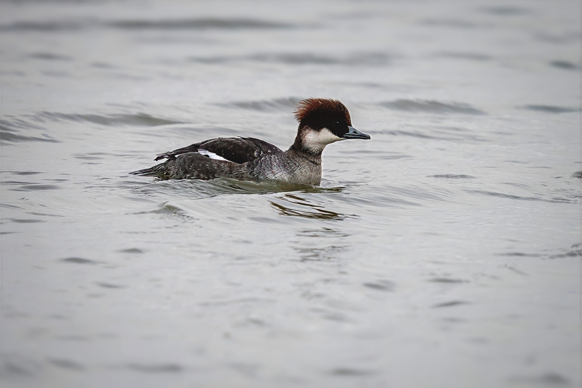 Zwergsäger, female