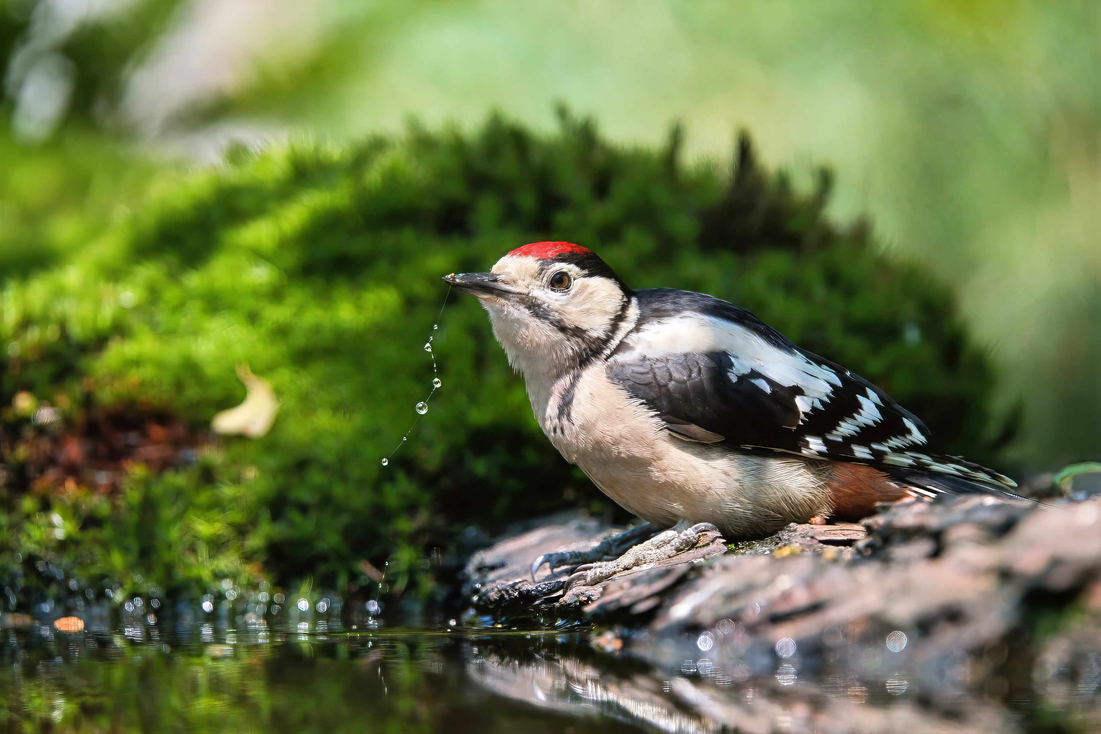juvenile