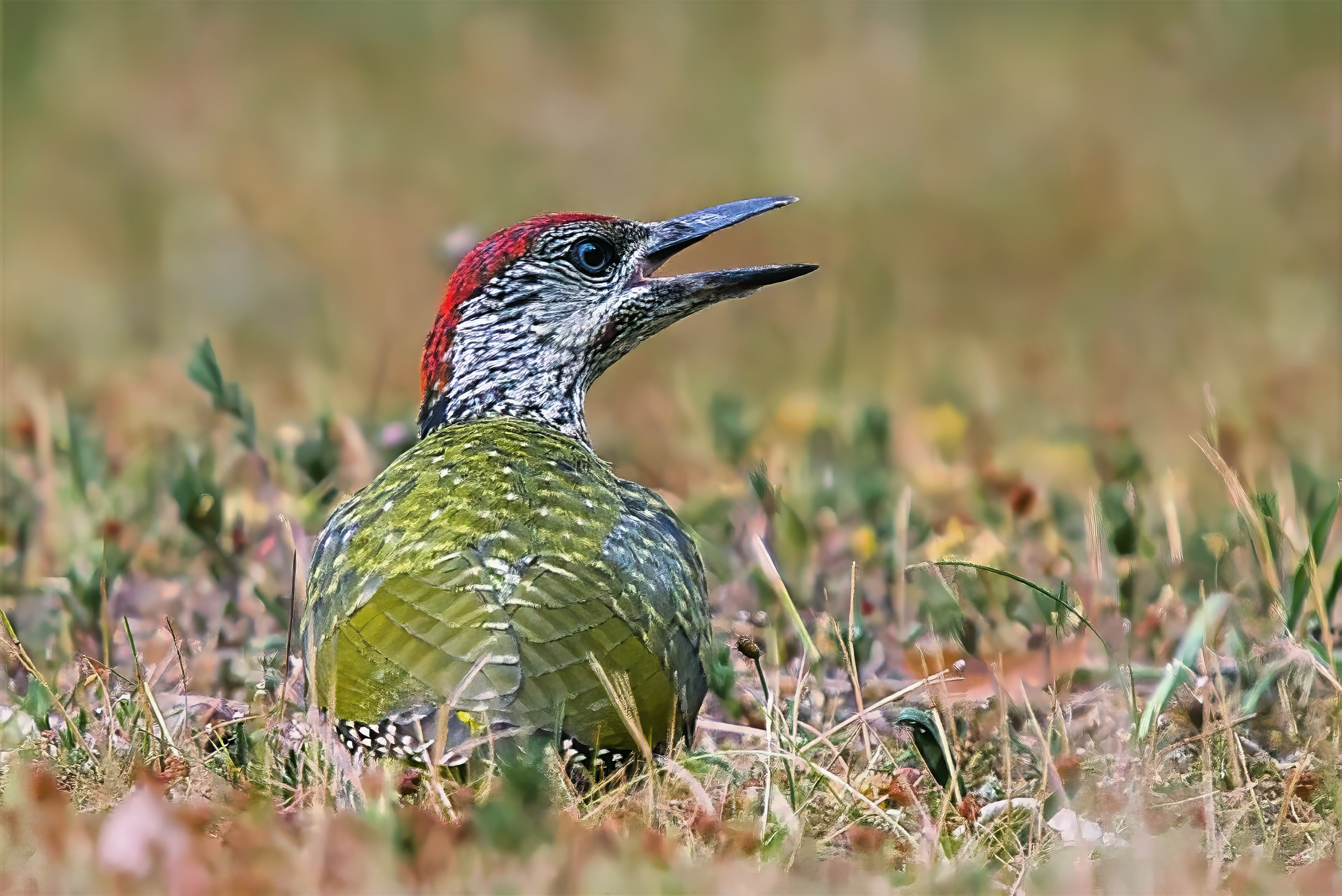 male, juvenile