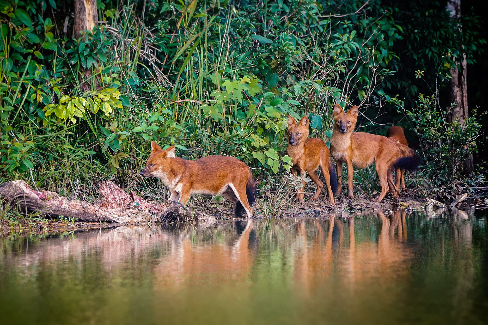 Asiatischer Wildhund, auch Dhole oder Rothund genannt