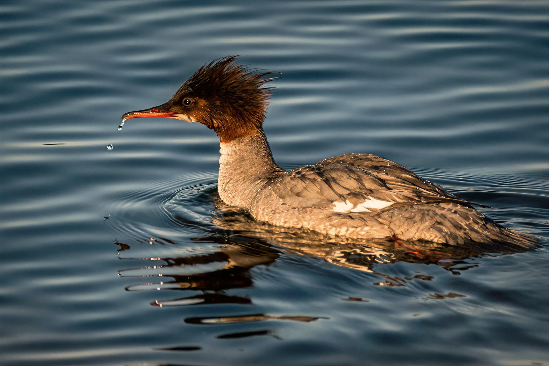 Gänsesäger, female