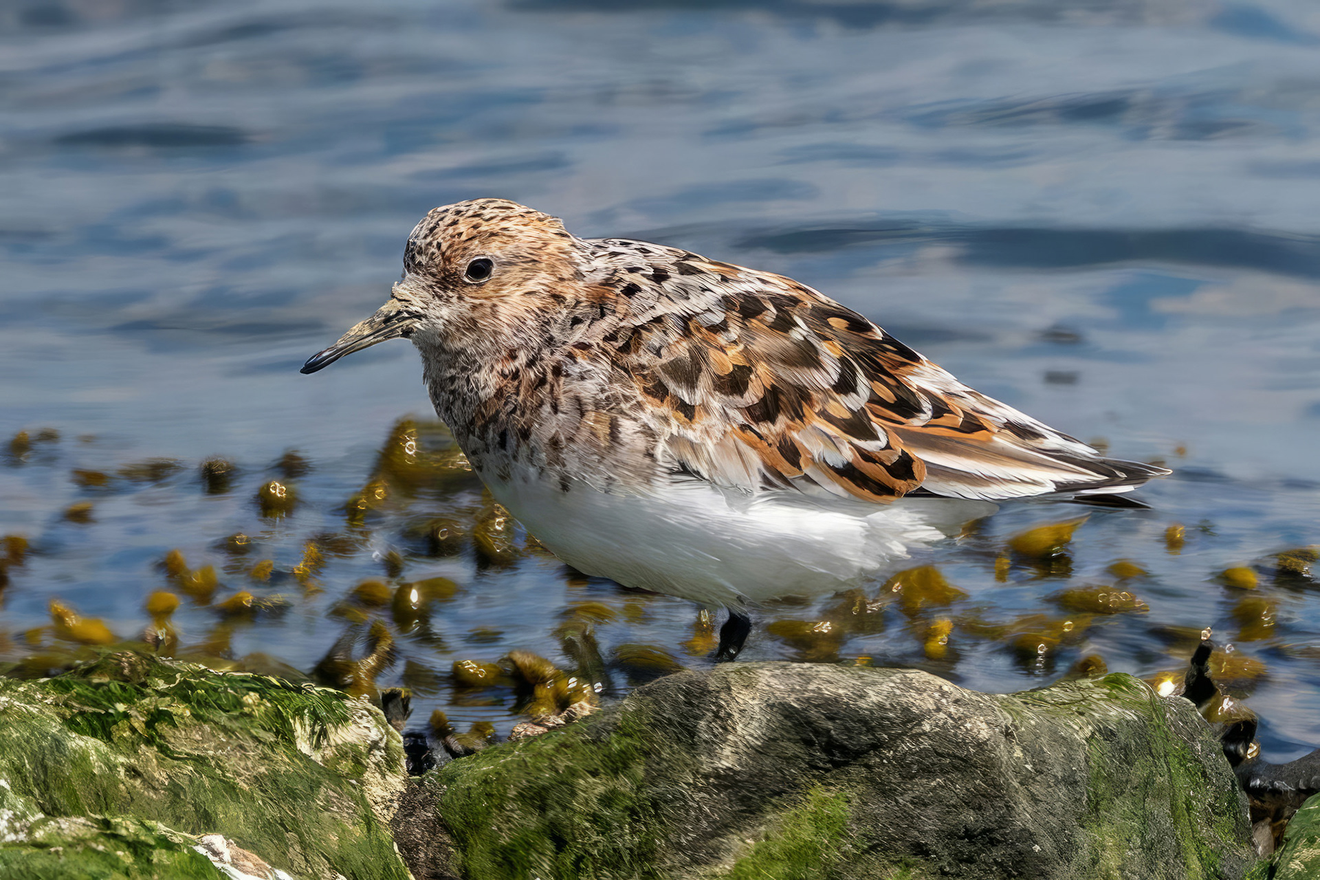 Sanderling, Brutkleid