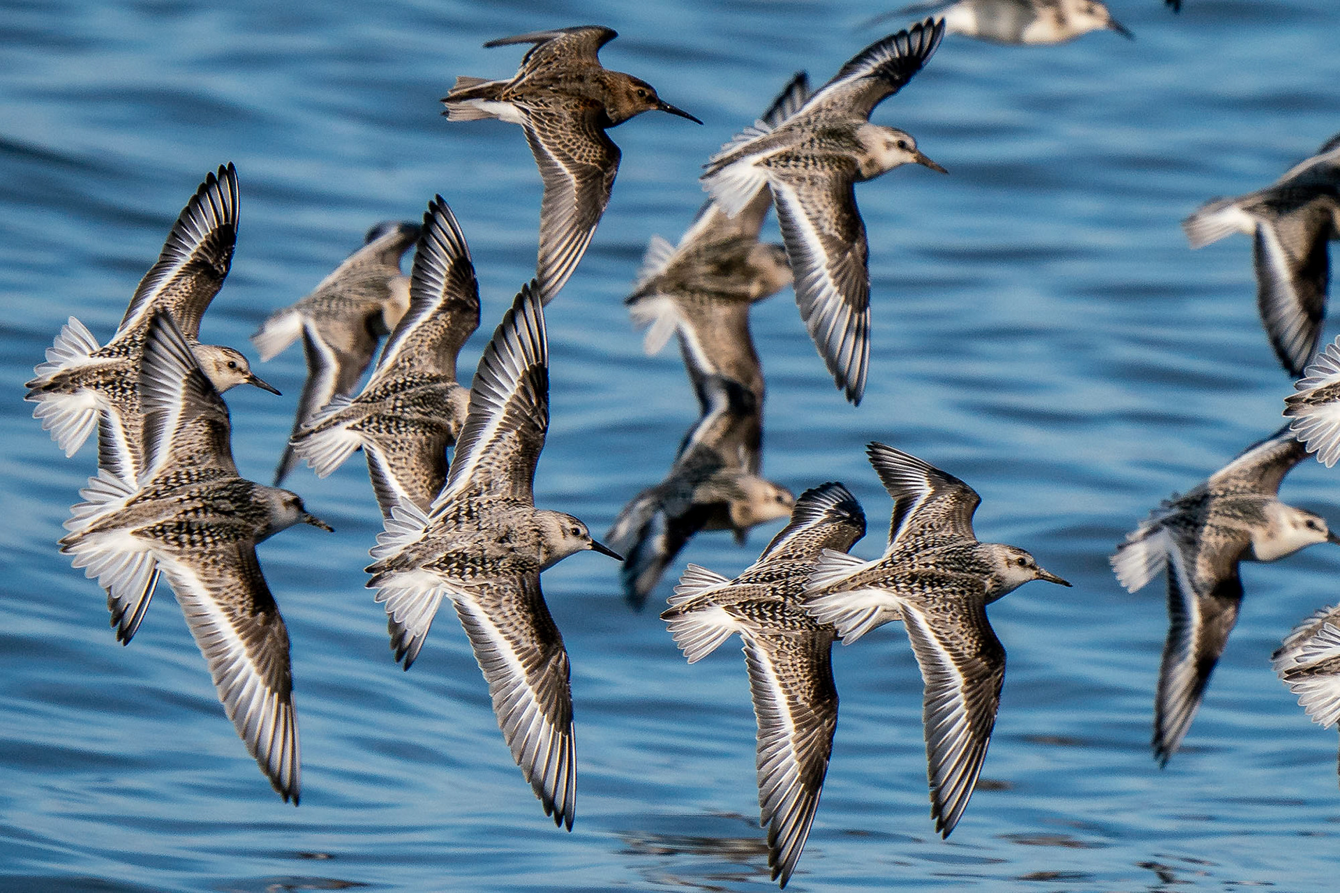 Alpenstrandläufer unter Sanderlingen