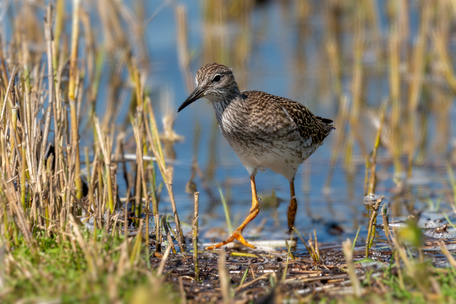 Bruchwasserläufer, Brutkleid