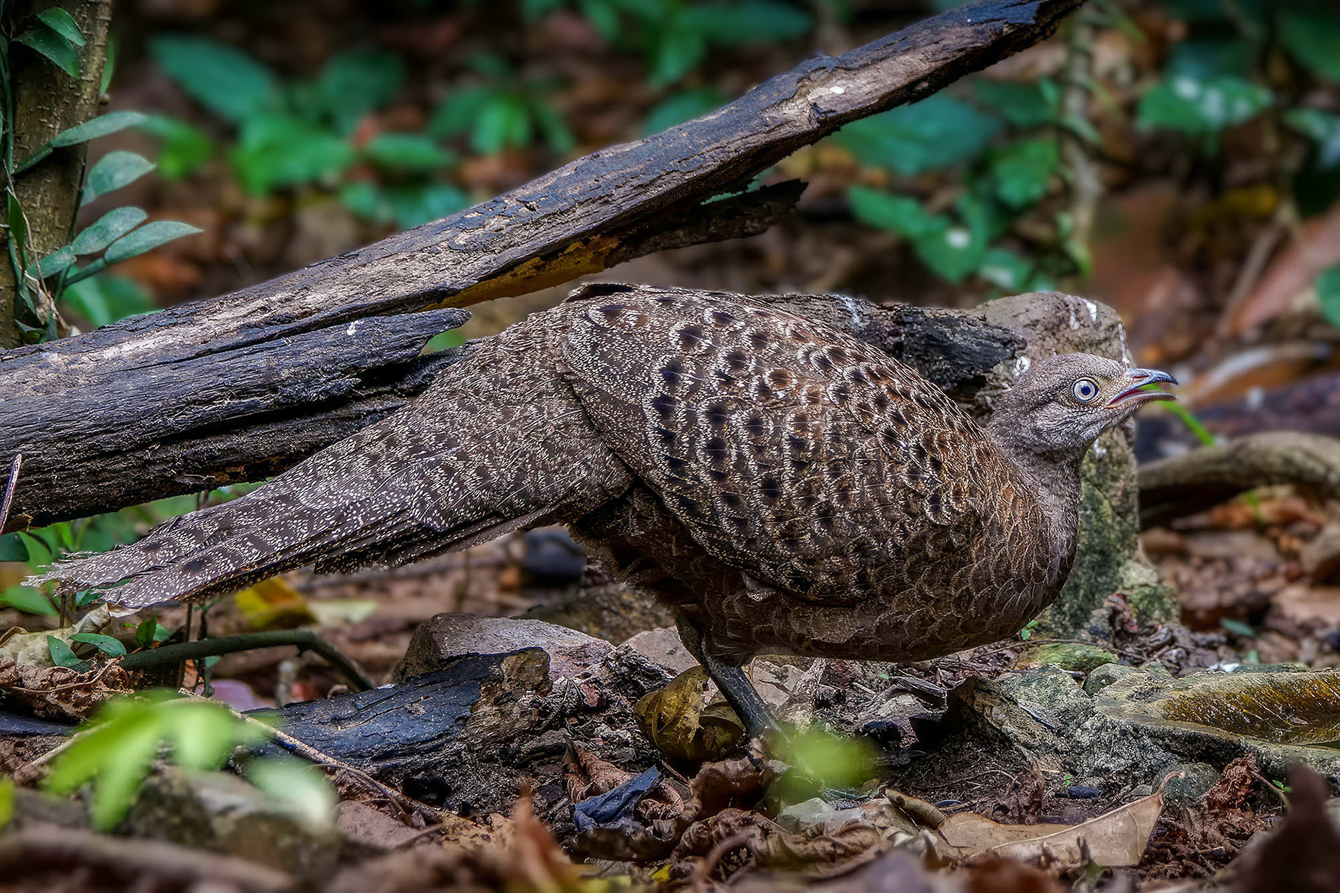 female
