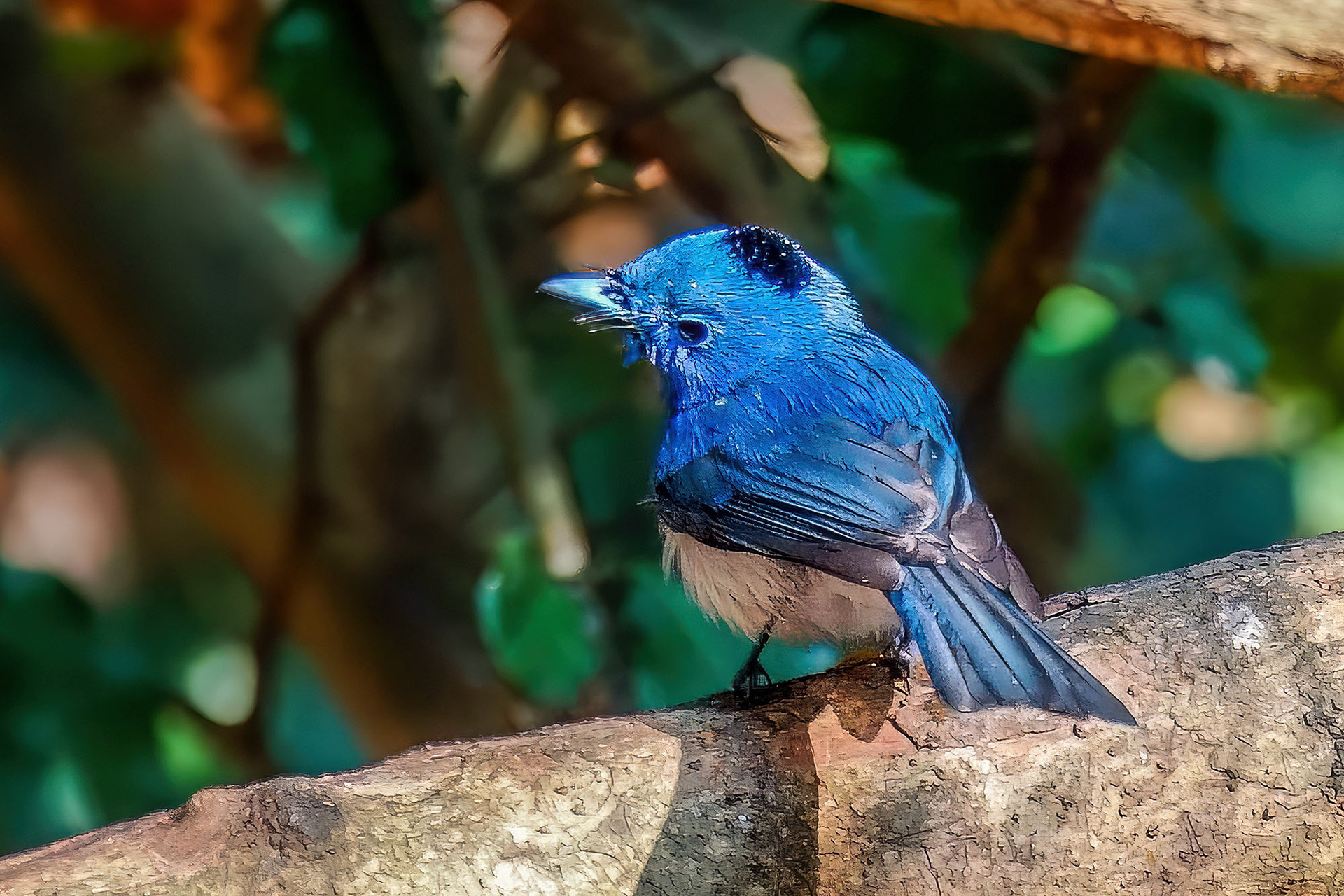 Schwarzgenickschnäpper (M) / Black-naped Monarch