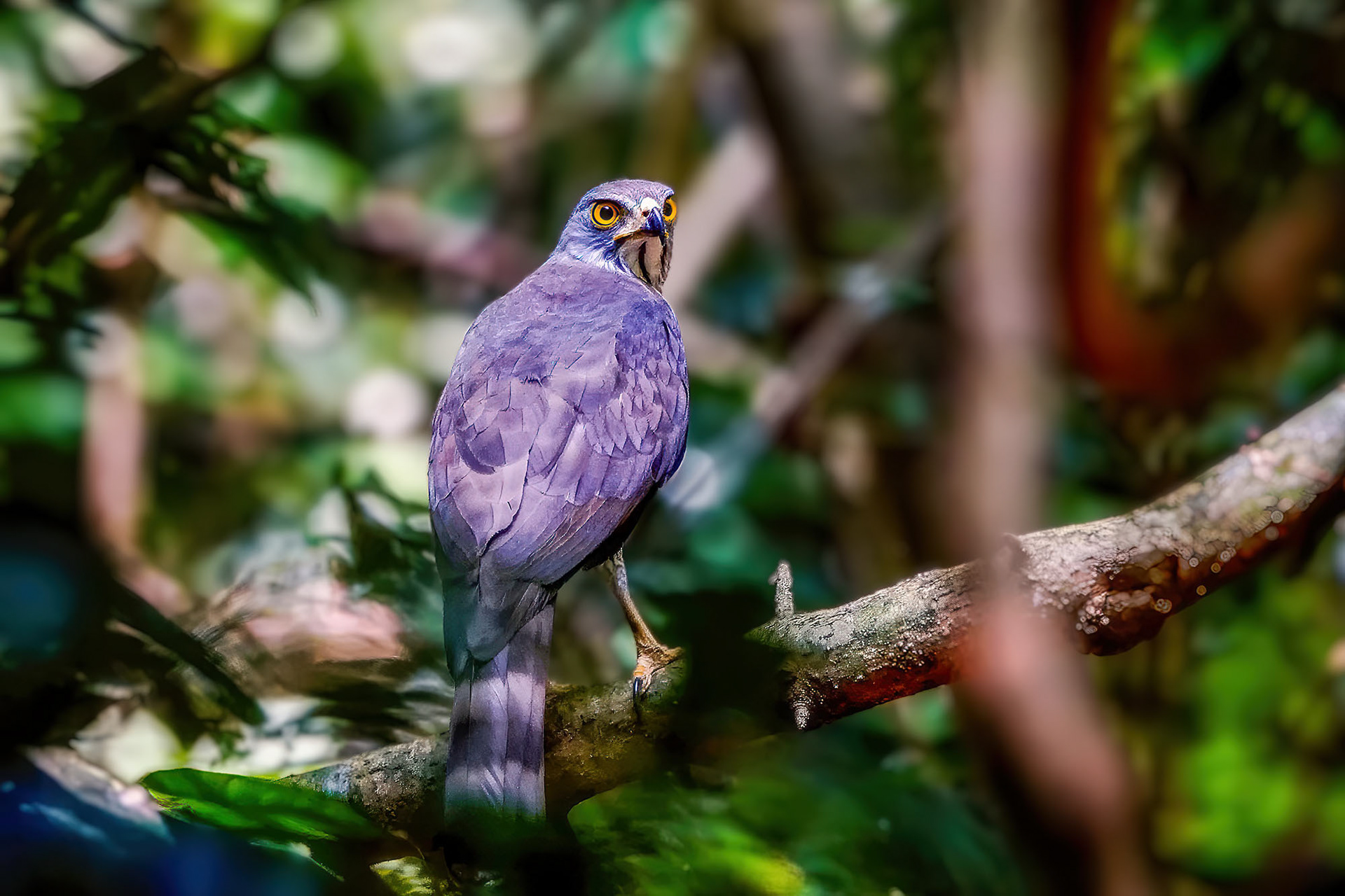 Schopfhabicht / Crested Goshawk