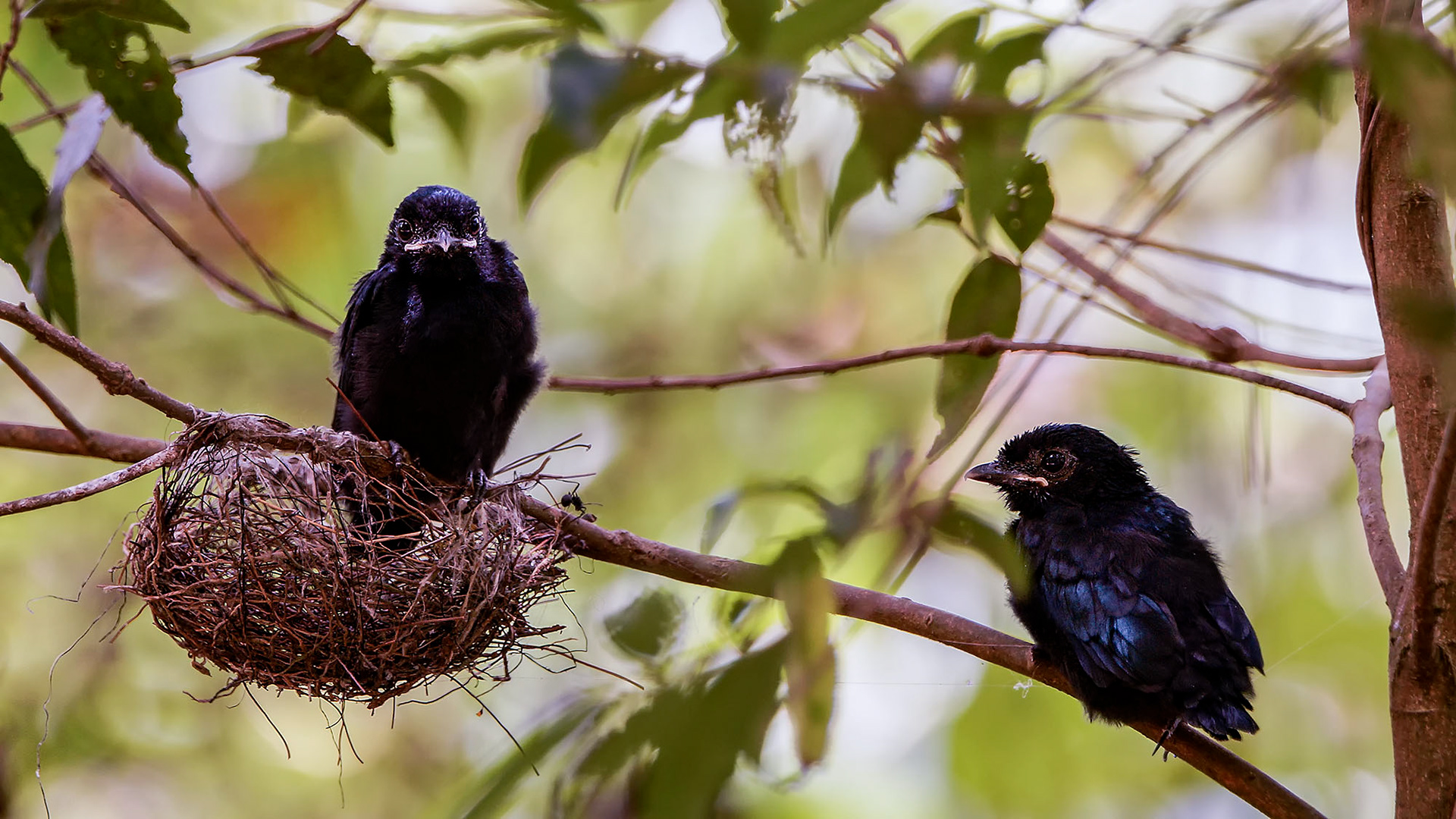 Spateldrongo (Ästlinge)