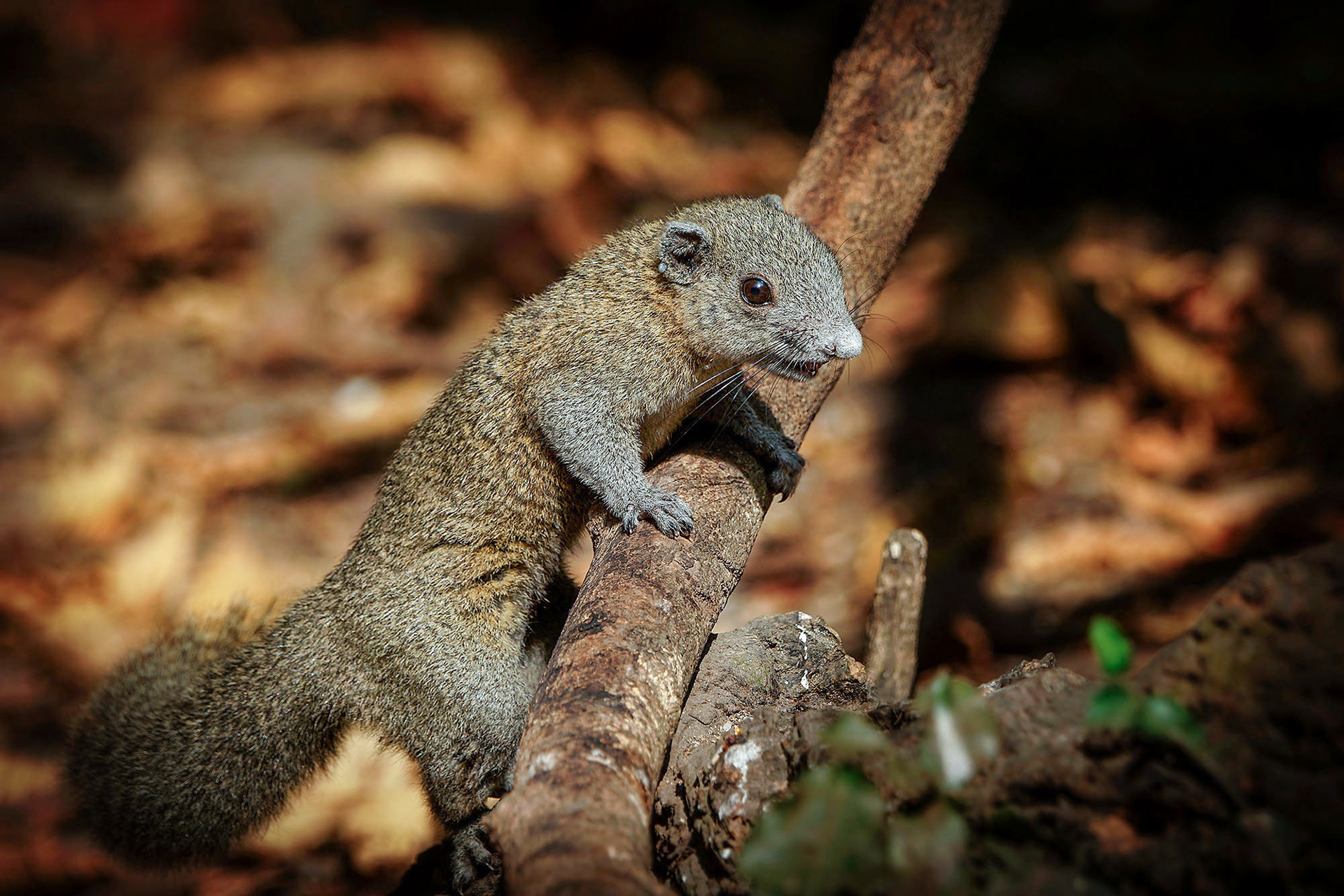 Graubauchhörnchen